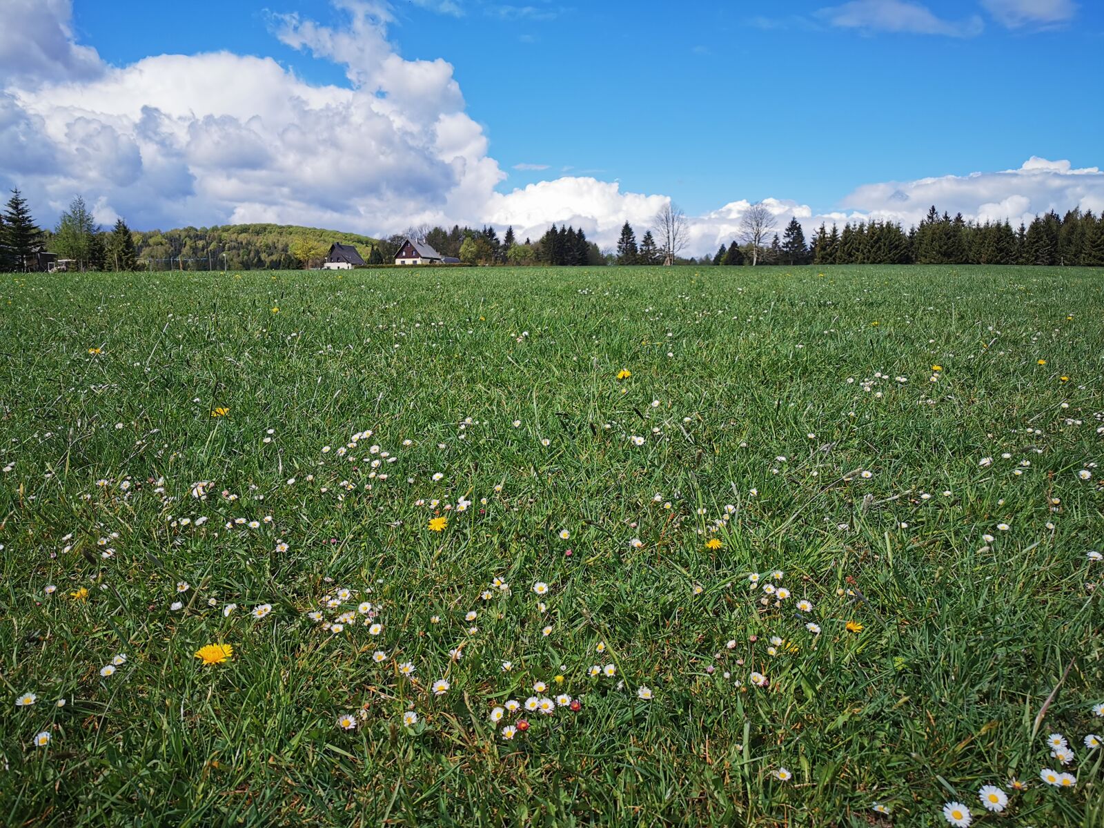 HUAWEI P30 Pro sample photo. Deutscheinsiedel, meadow, daisy photography