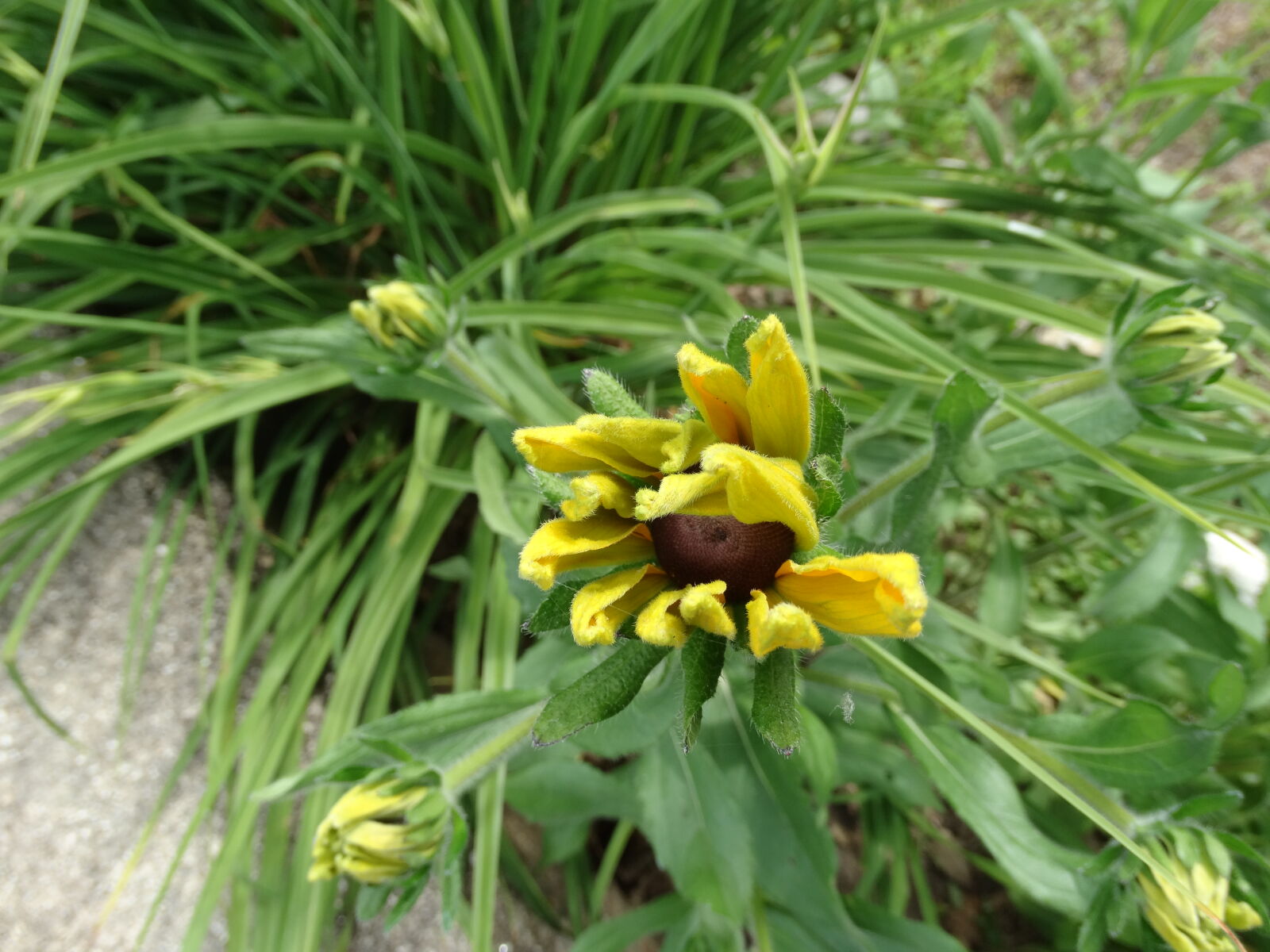 Sony Cyber-shot DSC-HX300 sample photo. Black, eyed, susan, flower photography