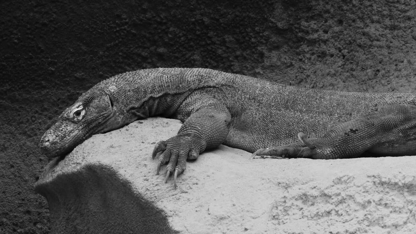 Nikon Coolpix P610 sample photo. The komodo dragon, varanus photography
