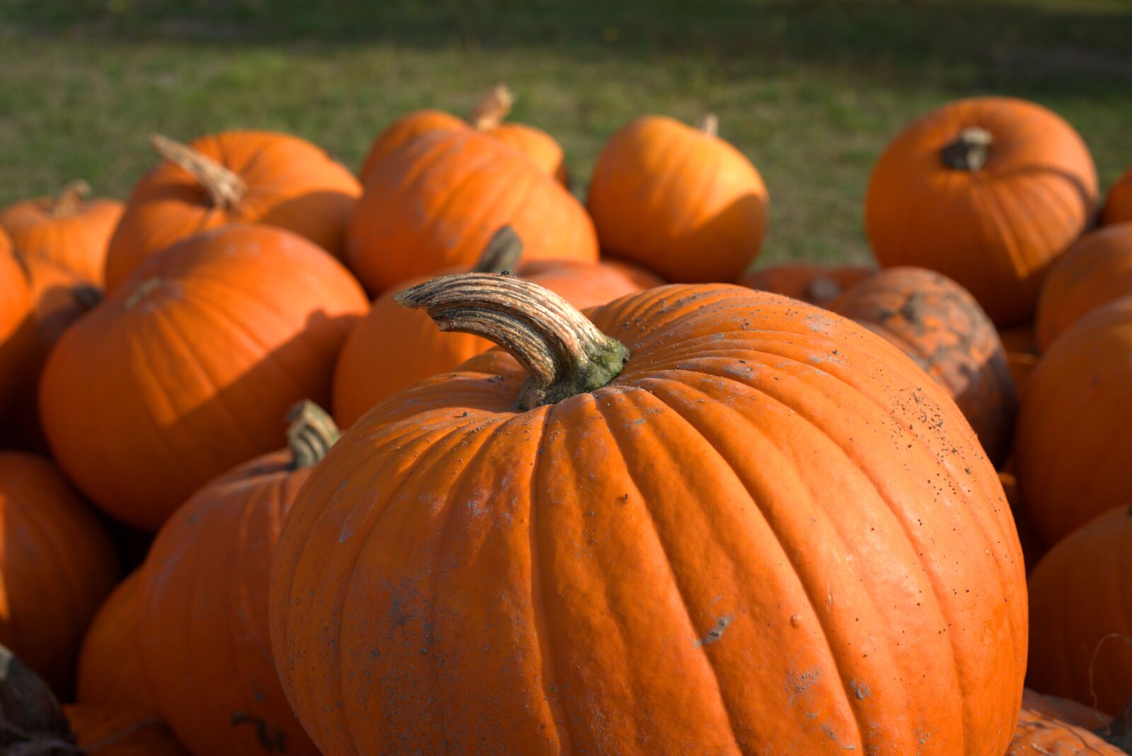 Sony FE 50mm F2.8 Macro sample photo. Pumpkin, autumn, vegetables photography