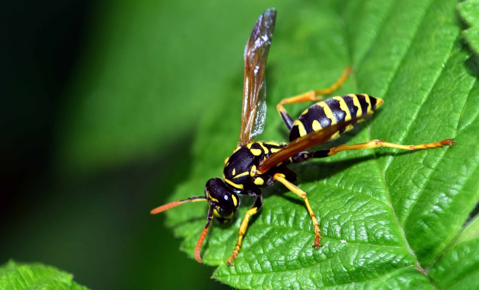 Nikon D3300 sample photo. Insect, wasp, wildlife, nature photography