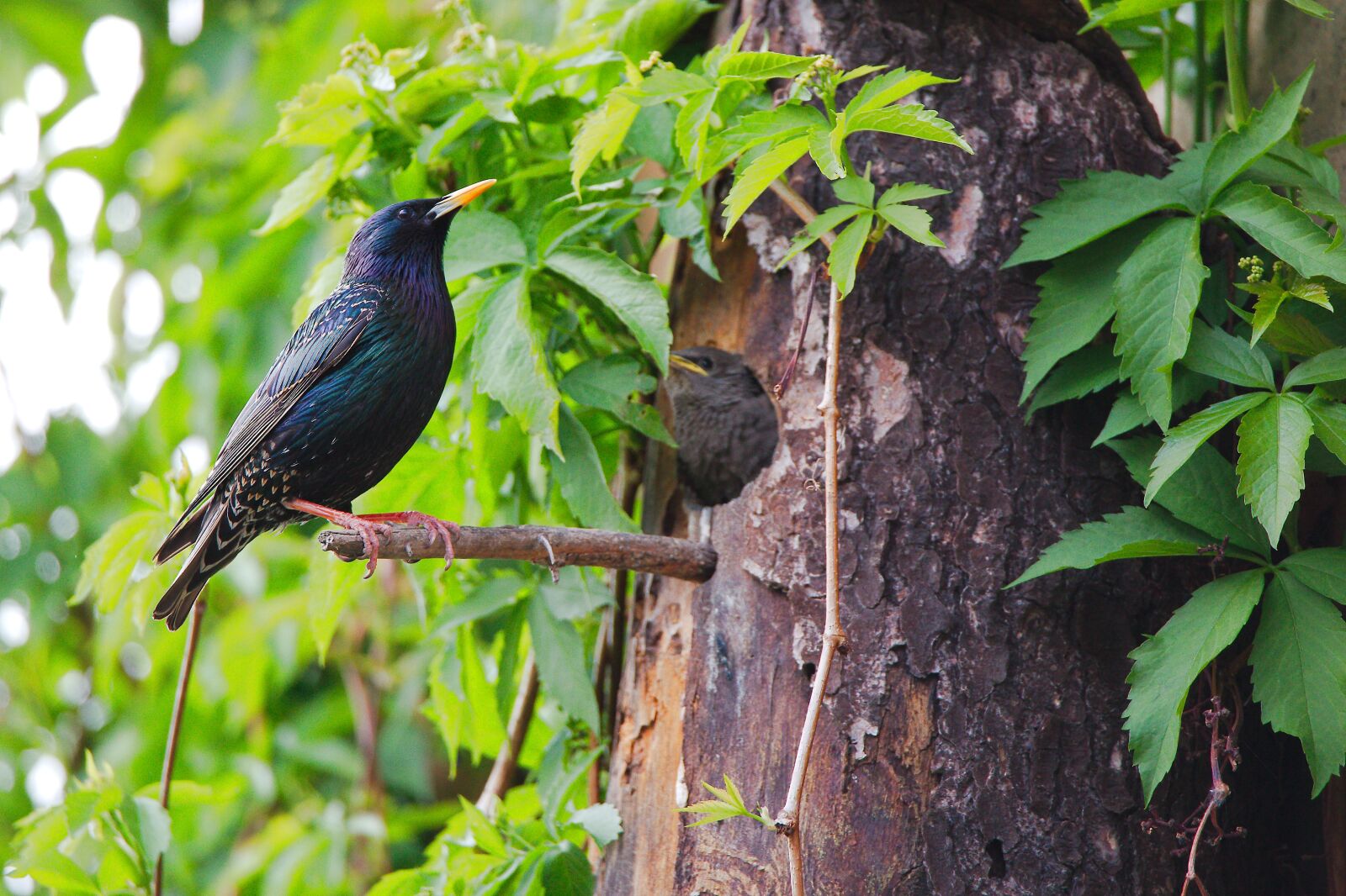 Canon EOS 6D sample photo. Nature, bird, tree photography