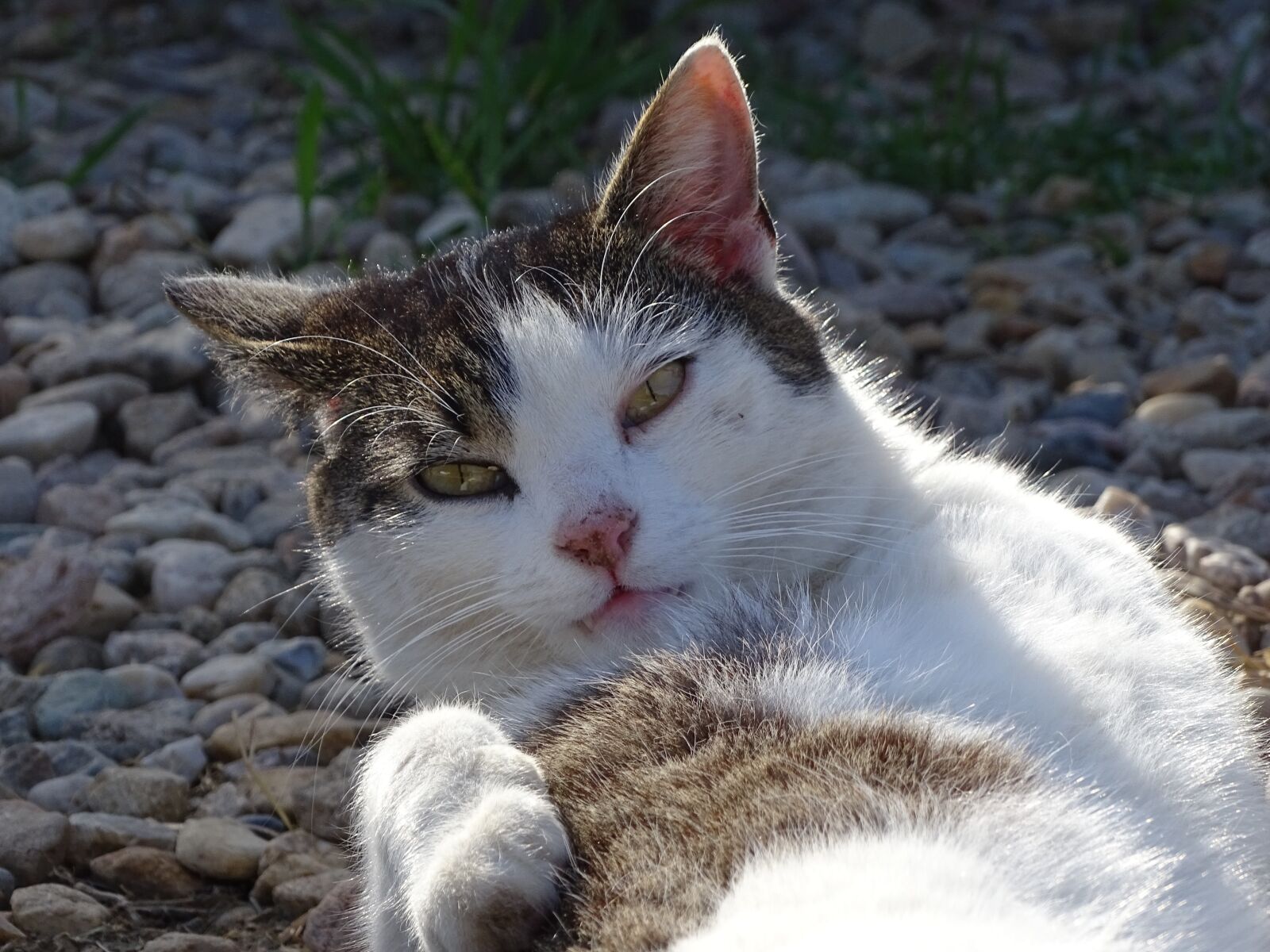 Sony Cyber-shot DSC-HX400V sample photo. Cat, view, pet photography
