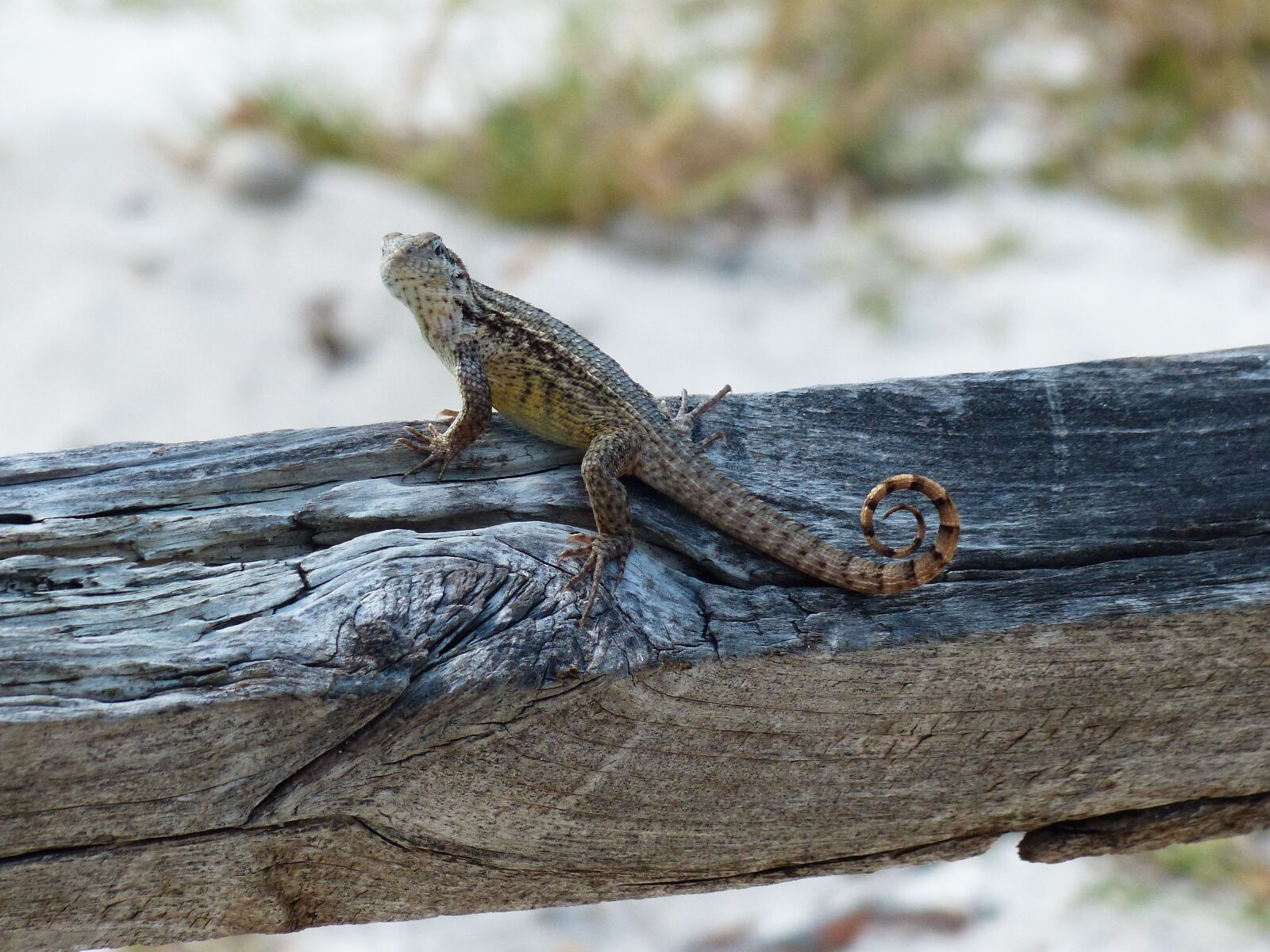 Panasonic Lumix DMC-FZ200 sample photo. Lizard, reptile, scale photography