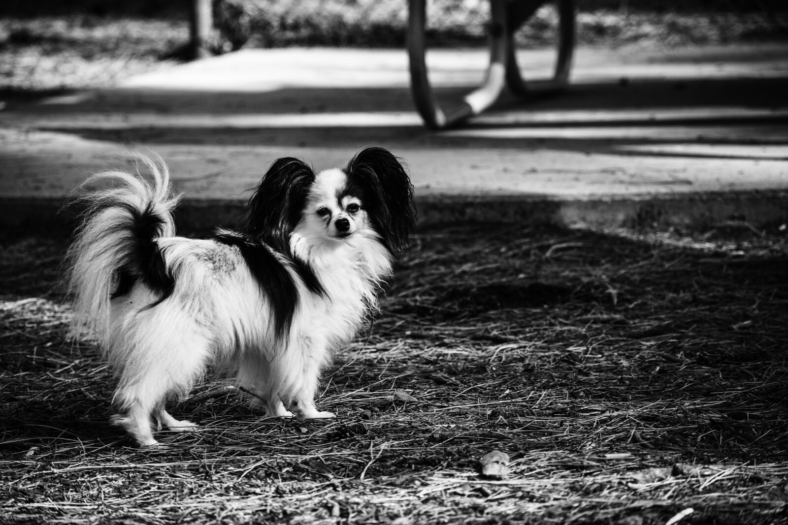 Nikon D3400 sample photo. Dog, papillon, park photography