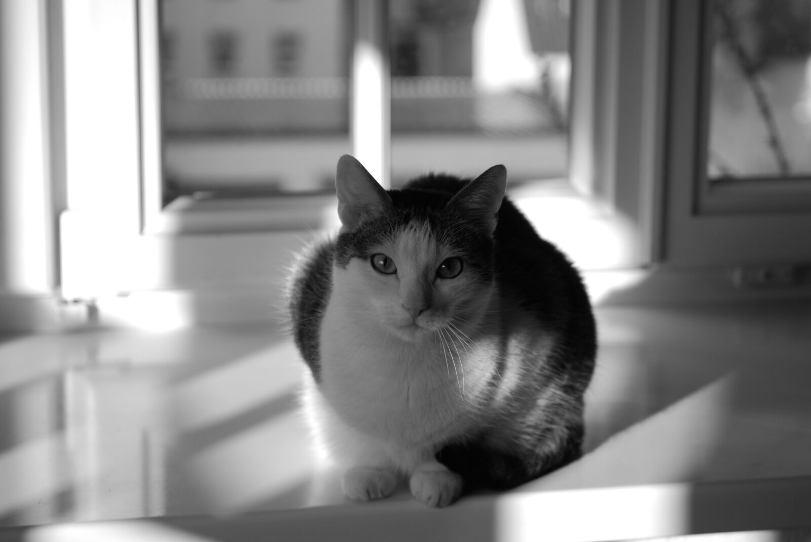 Nikon D40X sample photo. Cat, black and white photography