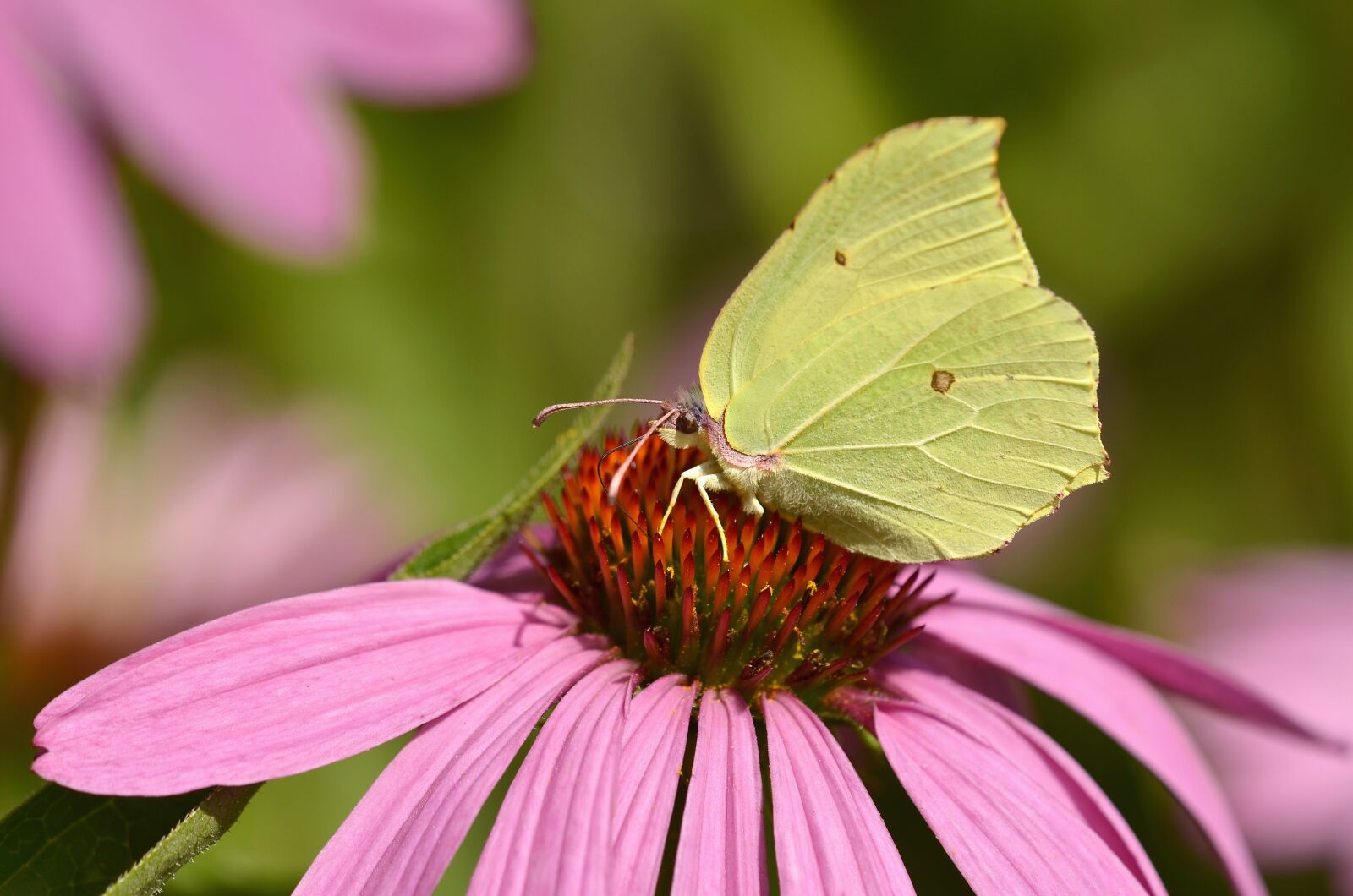Nikon D5100 sample photo. Gonepteryx rhamni, butterfly, blossom photography