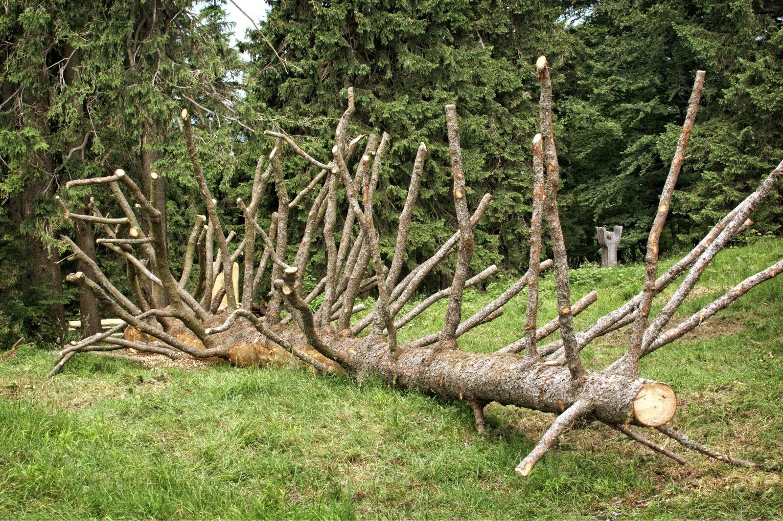 Nikon D7100 sample photo. Branches, aesthetic, old tree photography