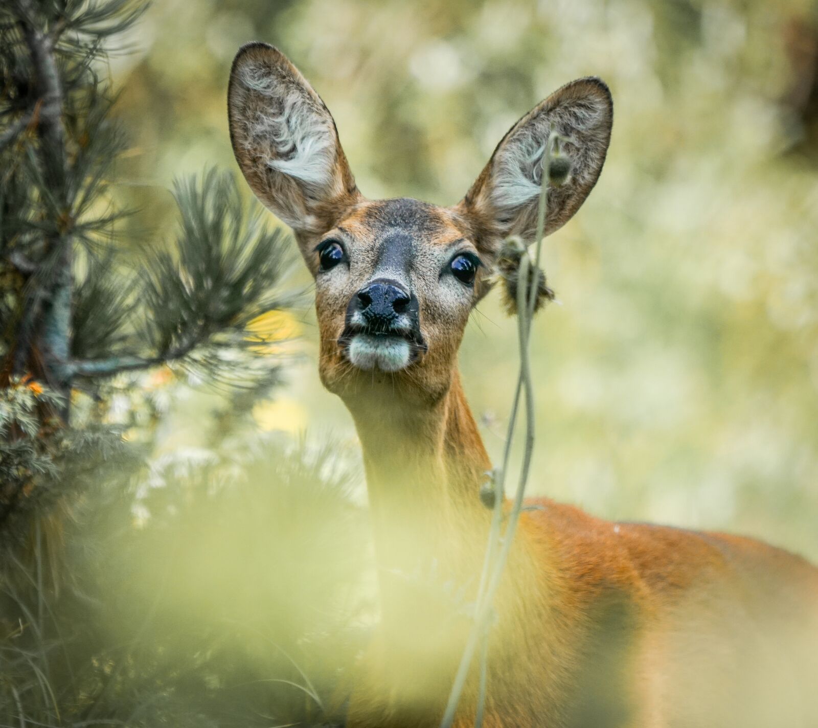 Sony FE 100-400mm F4.5-5.6 GM OSS sample photo. Roe, wild life, wild photography