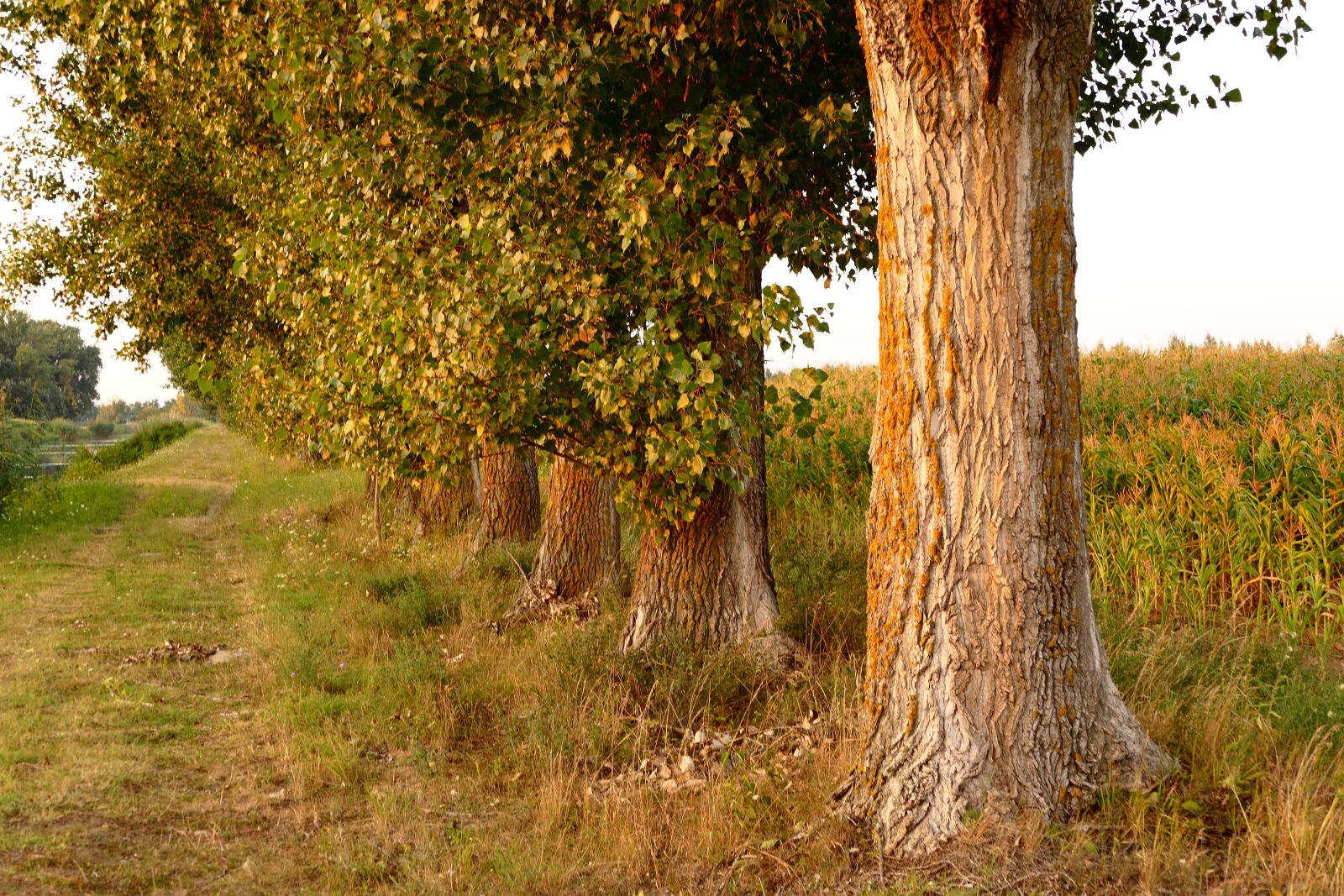 Panasonic Lumix DMC-FZ1000 sample photo. Tree, field, nature photography