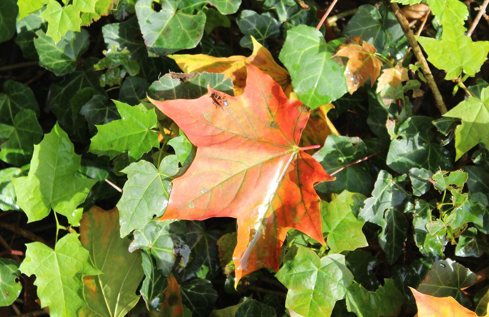 Canon EOS 1200D (EOS Rebel T5 / EOS Kiss X70 / EOS Hi) sample photo. Maple leaf, autumn leaves photography
