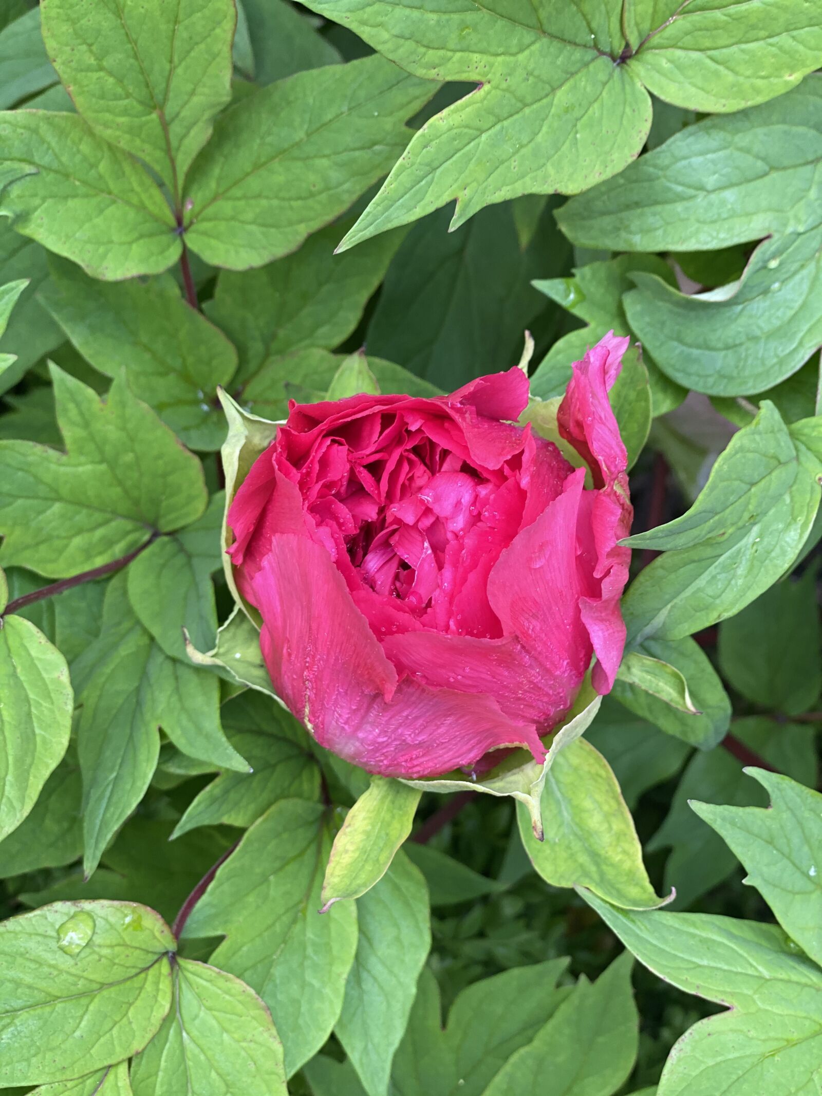 Apple iPhone 11 Pro sample photo. Peony, bloom, floral photography