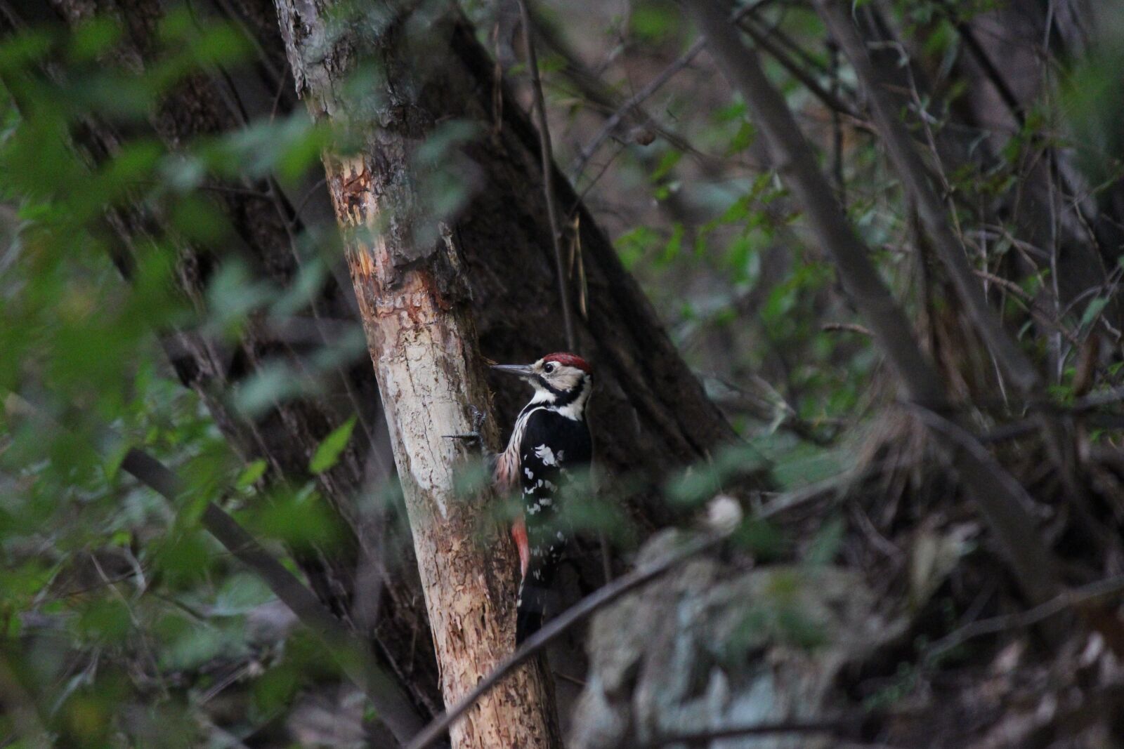 Canon EOS 100D (EOS Rebel SL1 / EOS Kiss X7) sample photo. Wood, nature, new photography