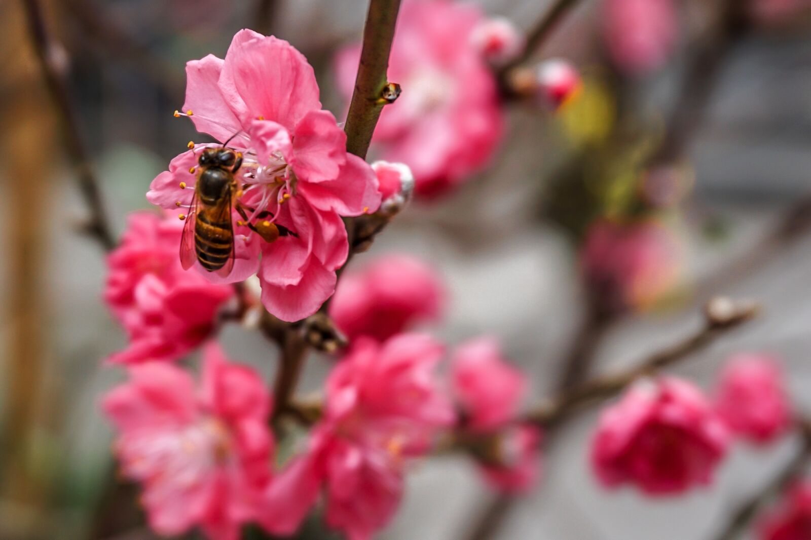 Sony a6000 sample photo. Flower, bee, honey photography