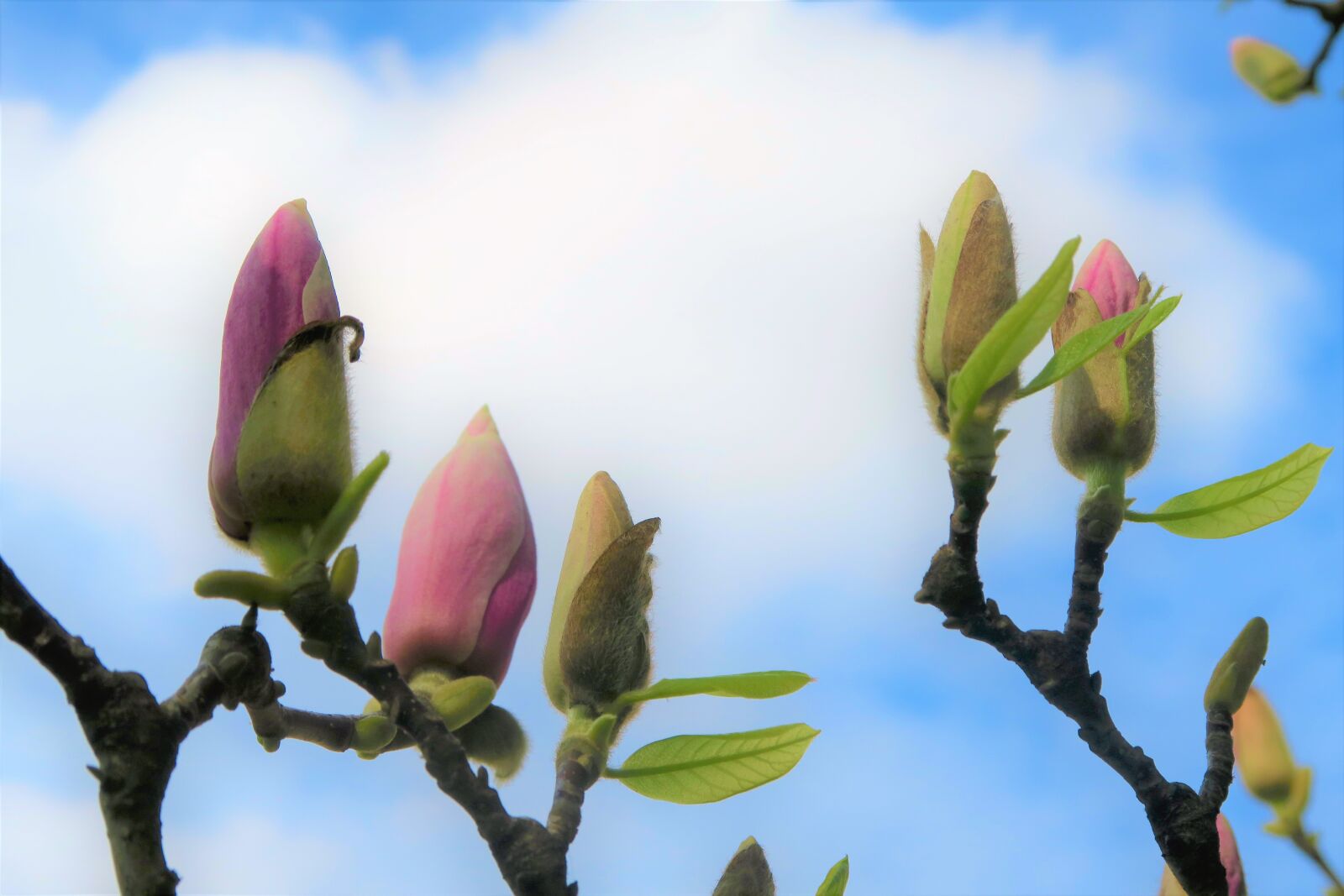 Canon PowerShot G7 X sample photo. Bud, flower, spring photography