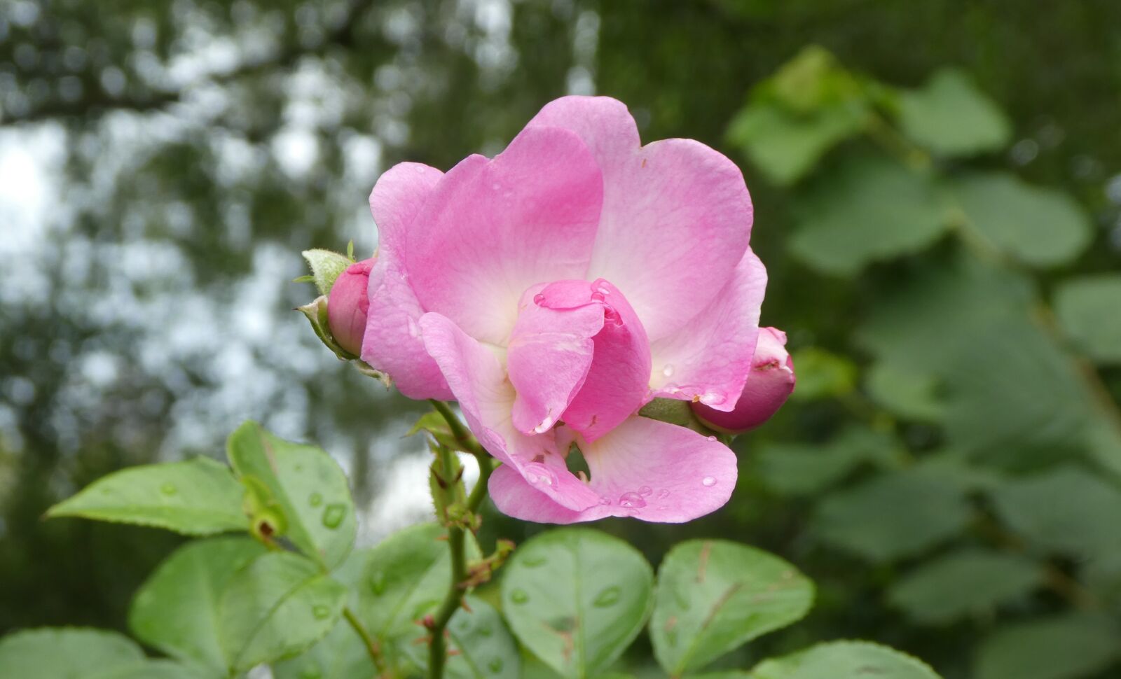 Panasonic DMC-TZ81 sample photo. Rose, blossom, bloom photography