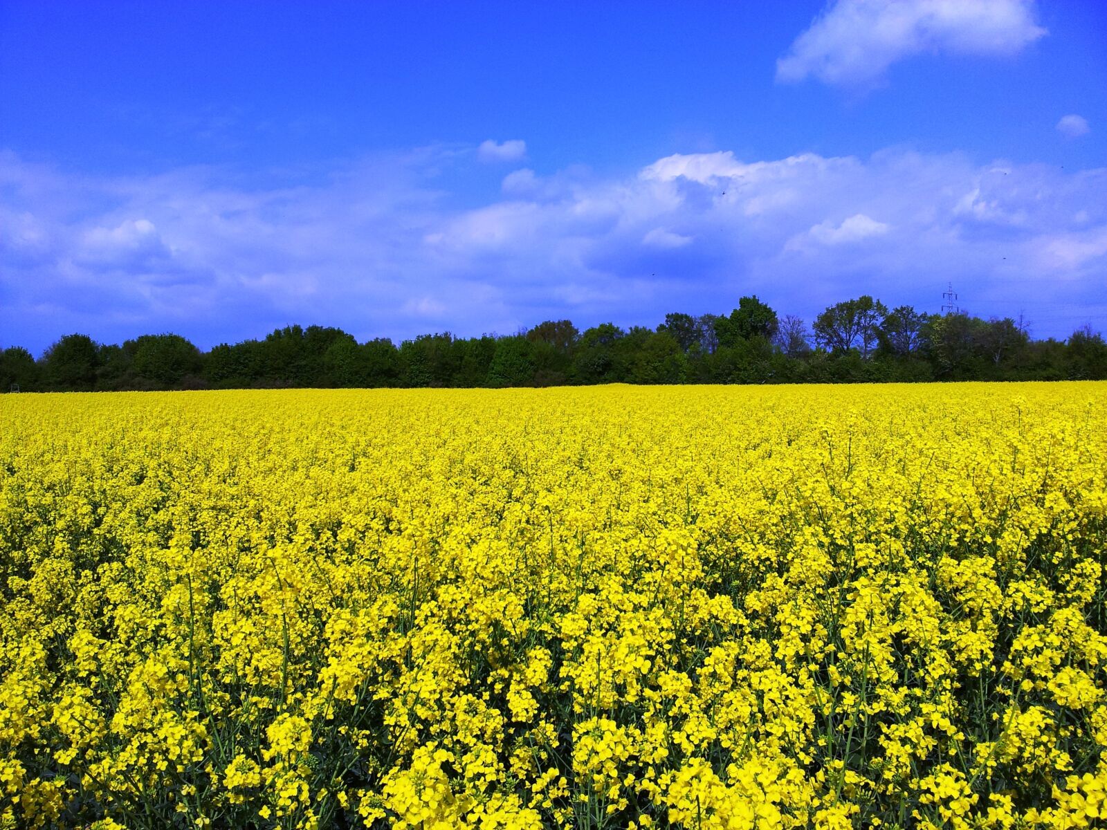 Samsung Galaxy S2 sample photo. Oilseed rape, field of photography