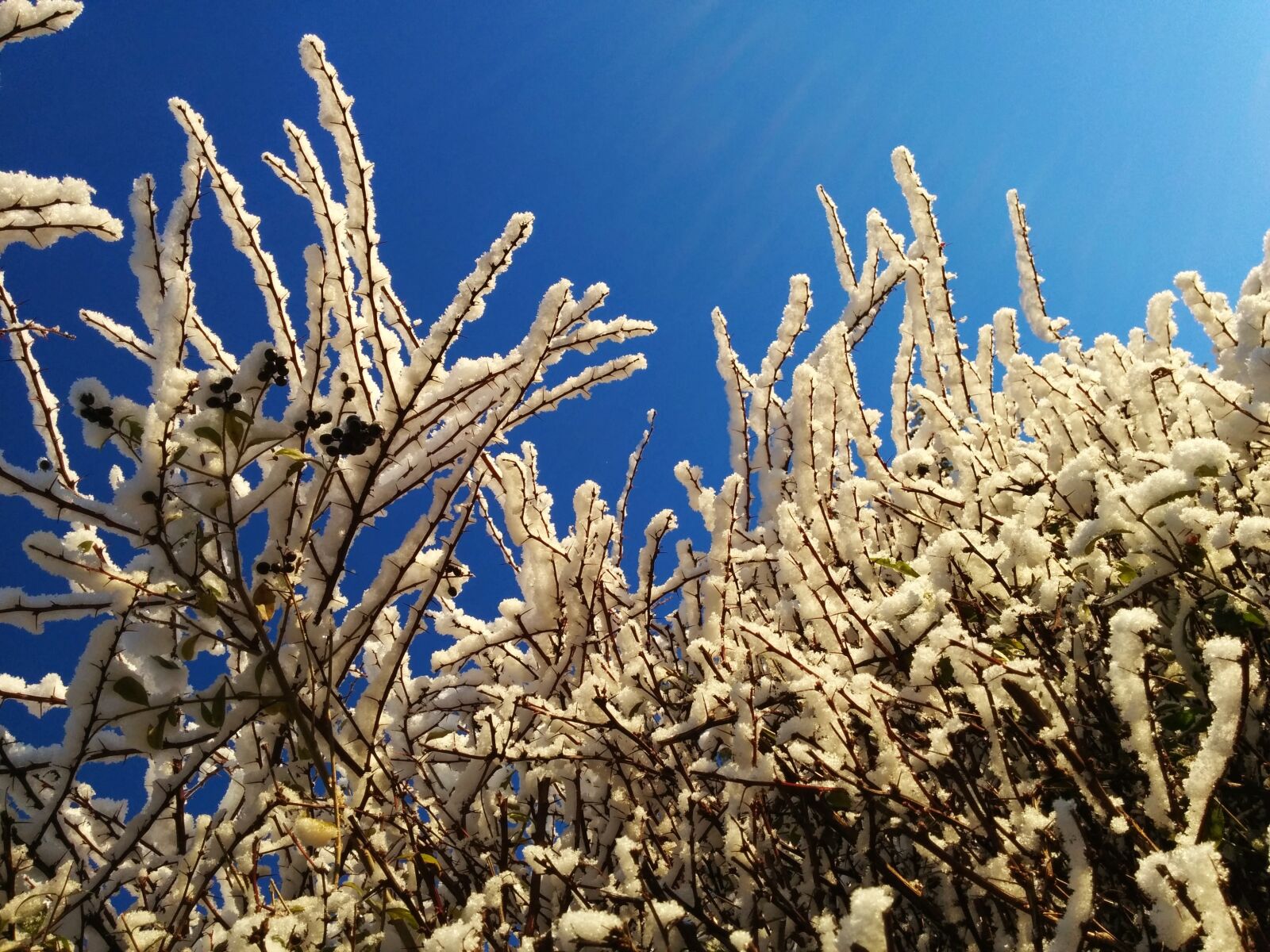 LG Nexus 5 sample photo. Snow, winter, shrub photography