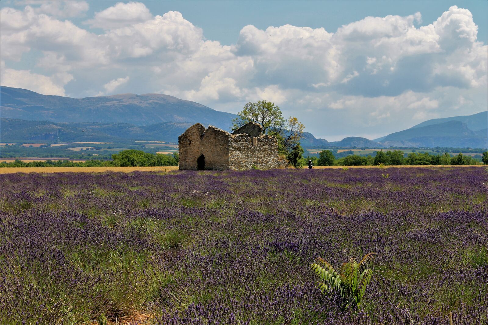 Canon EOS 1100D (EOS Rebel T3 / EOS Kiss X50) sample photo. Provence, lavender, lavender fields photography
