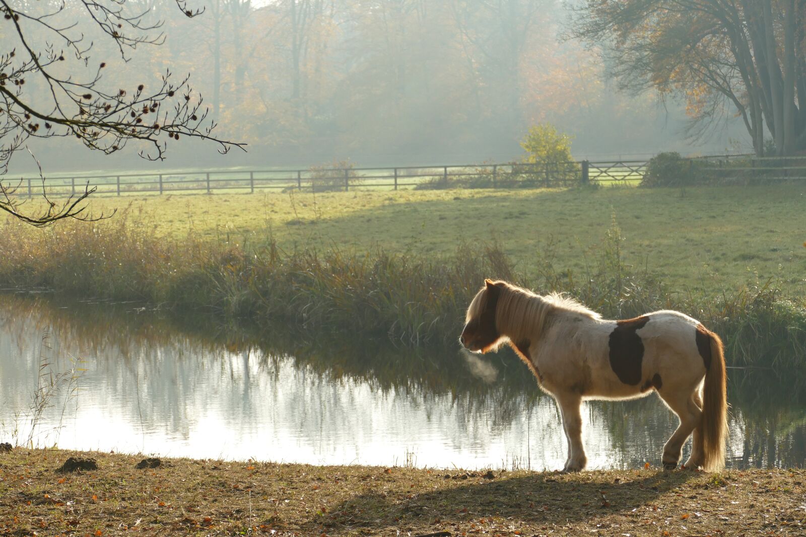 Panasonic Lumix DMC-FZ1000 sample photo. Horse, mammal, fauna photography