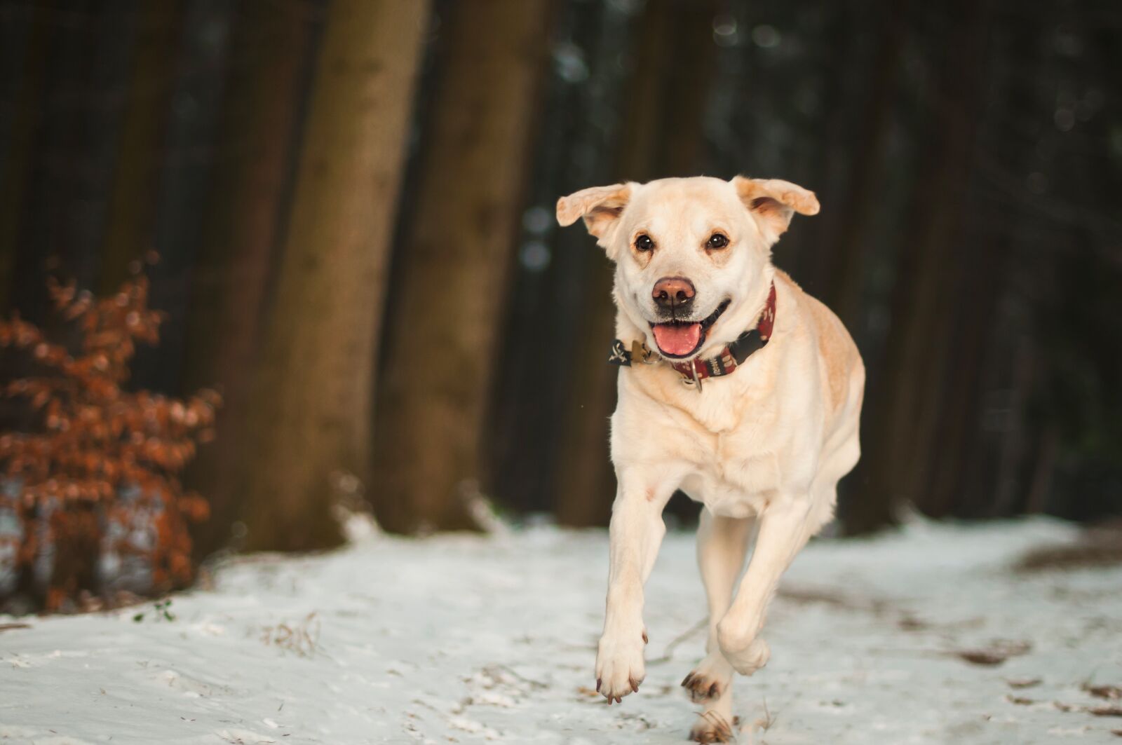 Nikon D300 sample photo. Dog, labrador, animal photography