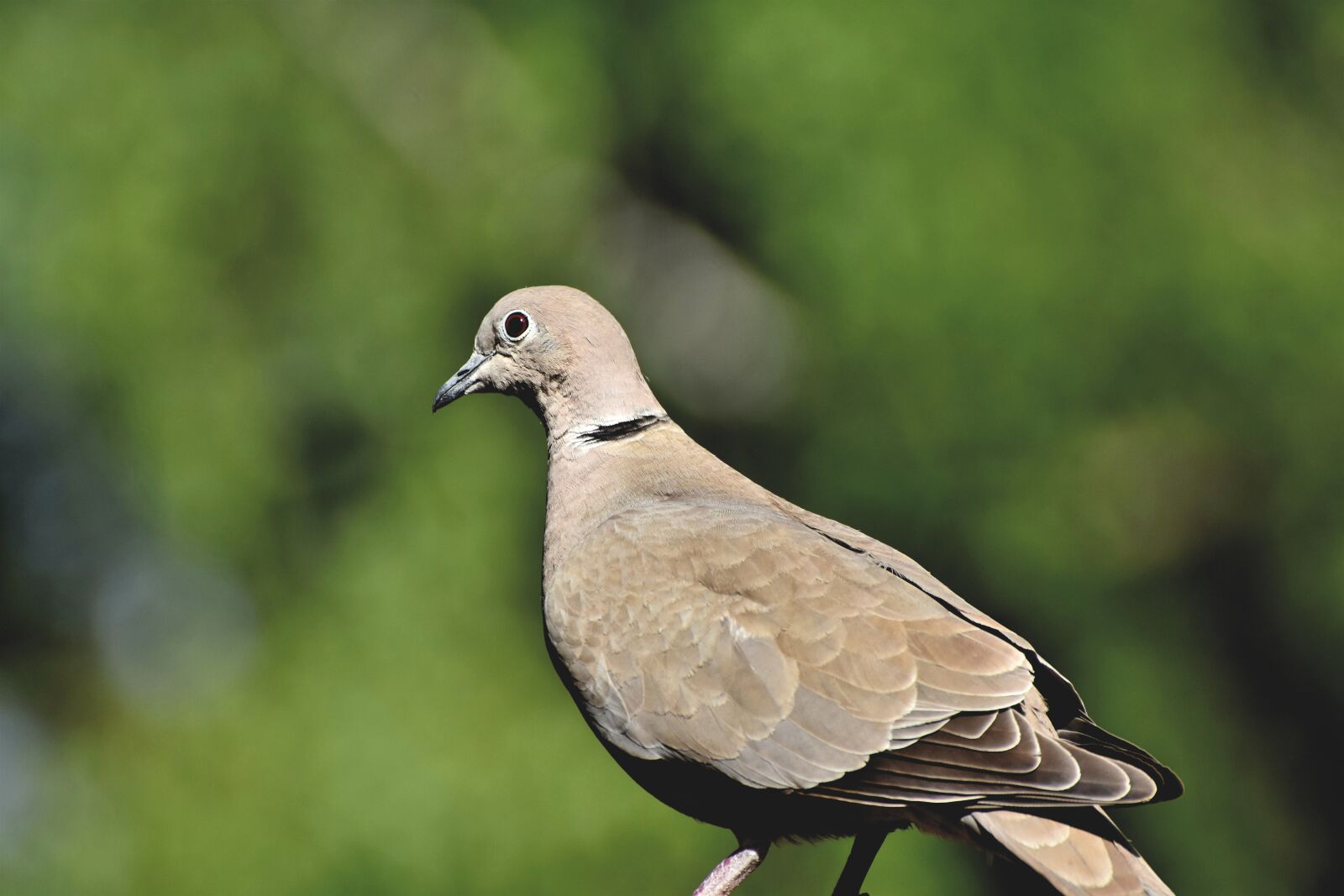Nikon D7200 sample photo. Dove, collared, bird photography
