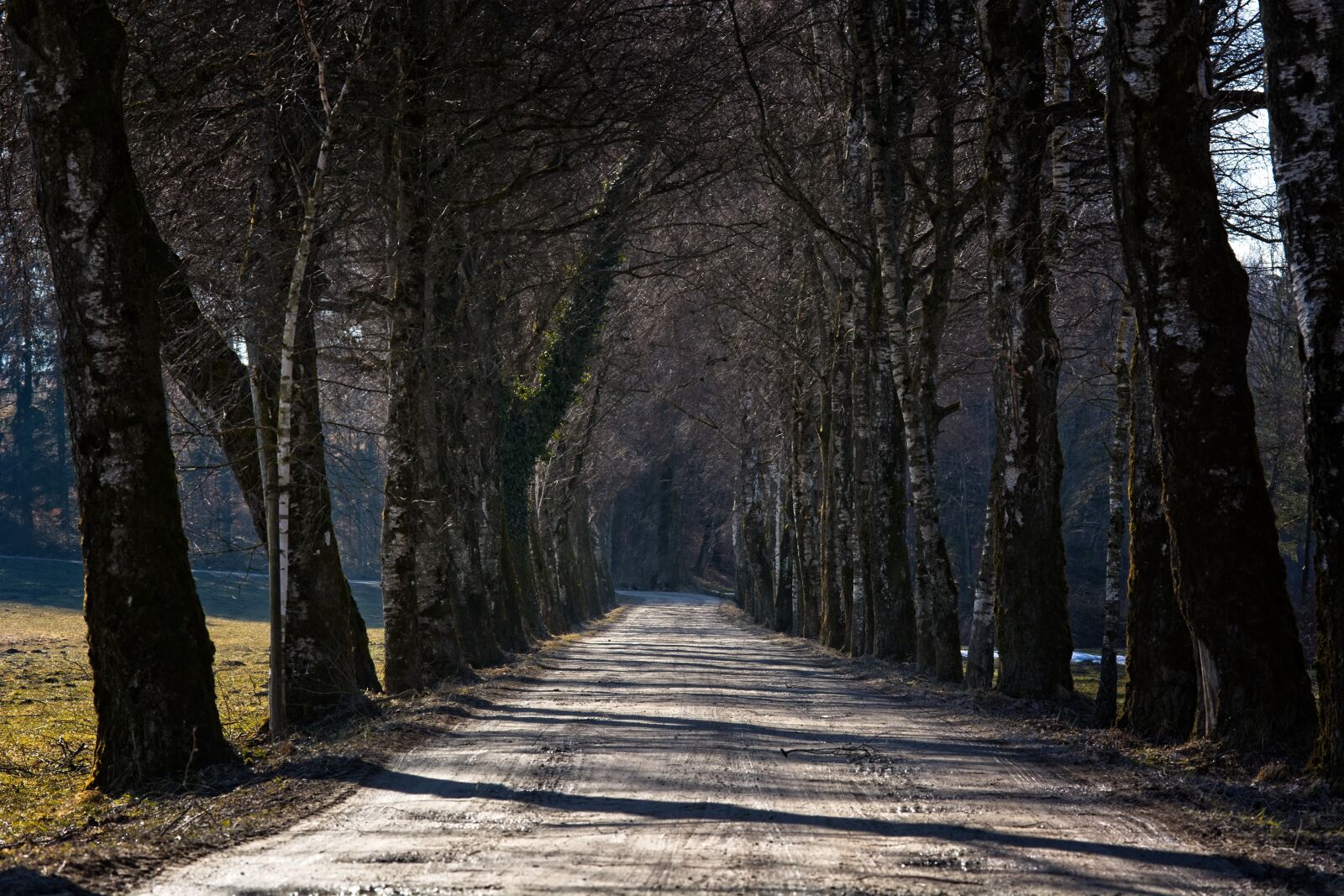 Nikon D7100 sample photo. Avenue, tree lined avenue photography