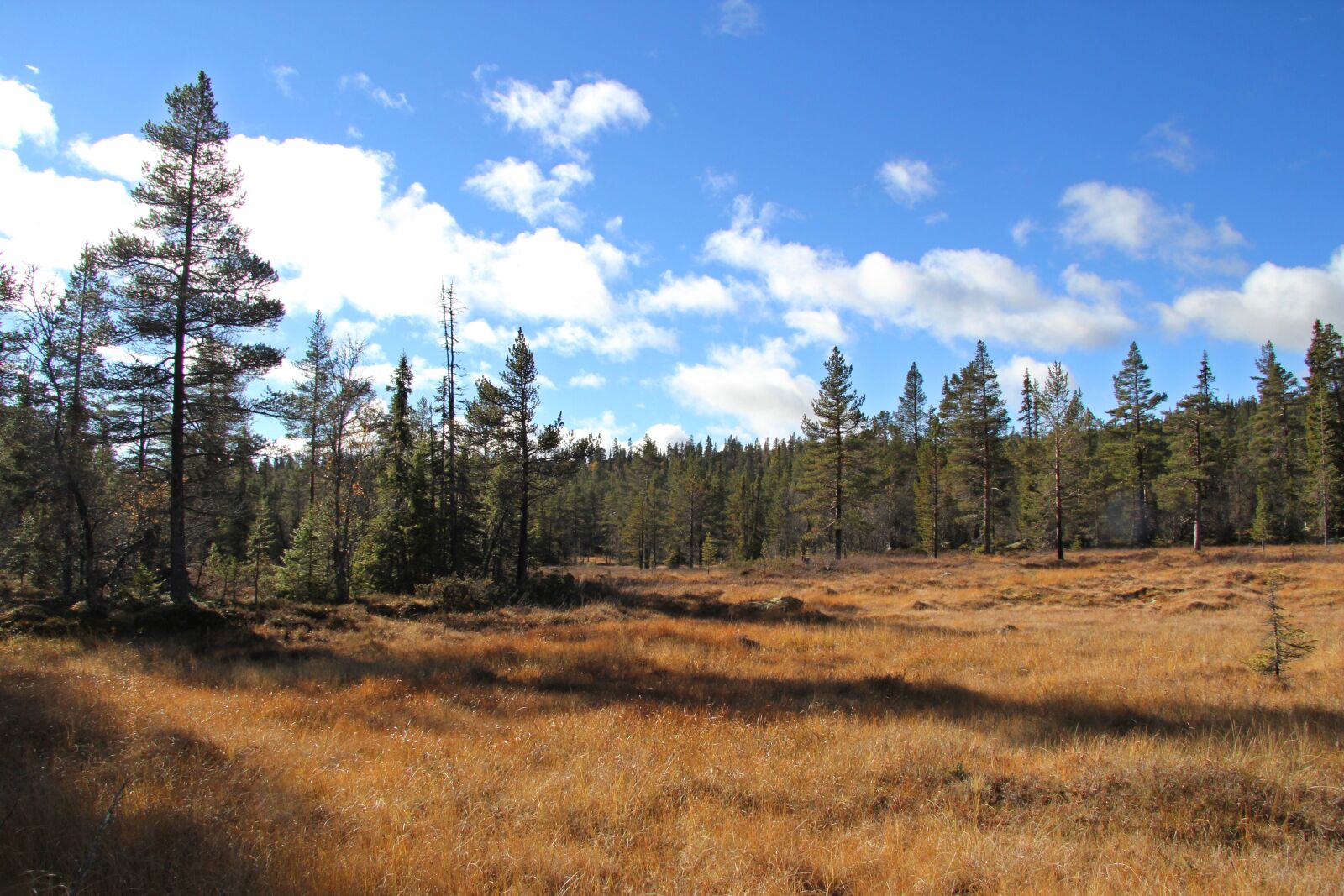 Canon EF-S 17-85mm F4-5.6 IS USM sample photo. Autumn, telemark norway, tindefjell photography