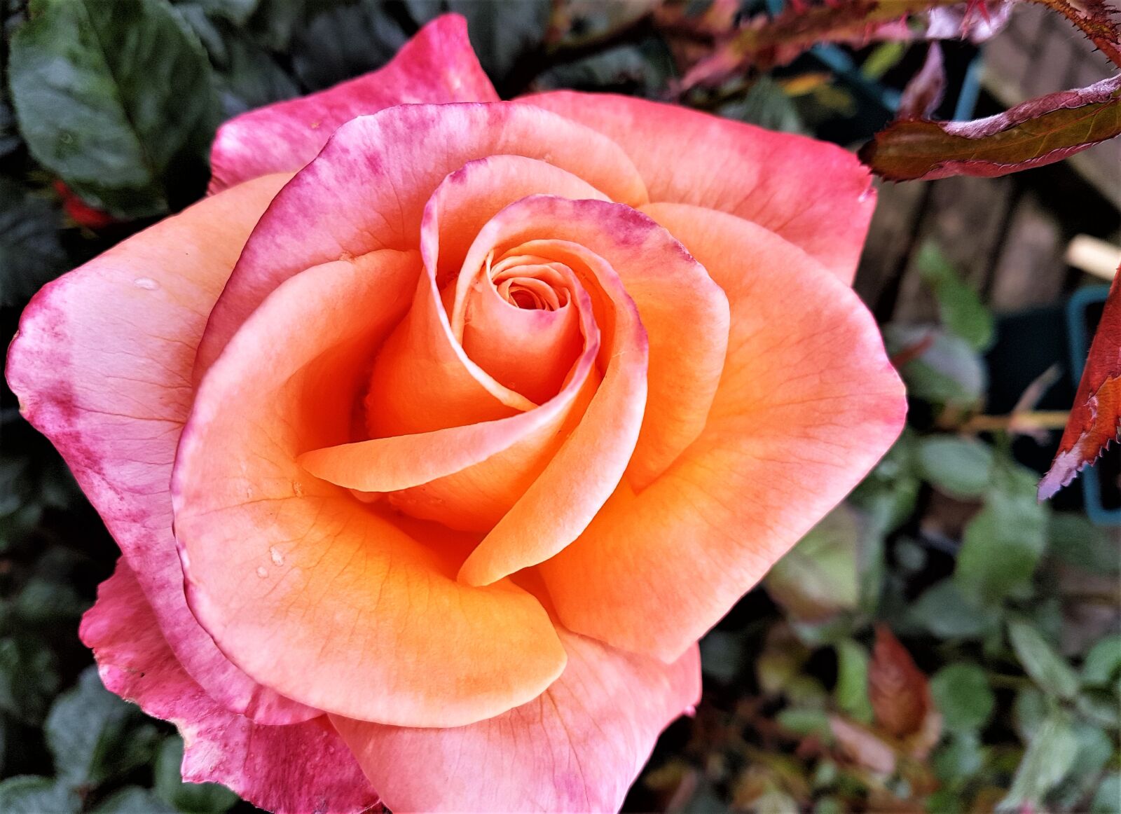 Samsung Galaxy S7 Edge sample photo. Rose, bloom, flower photography