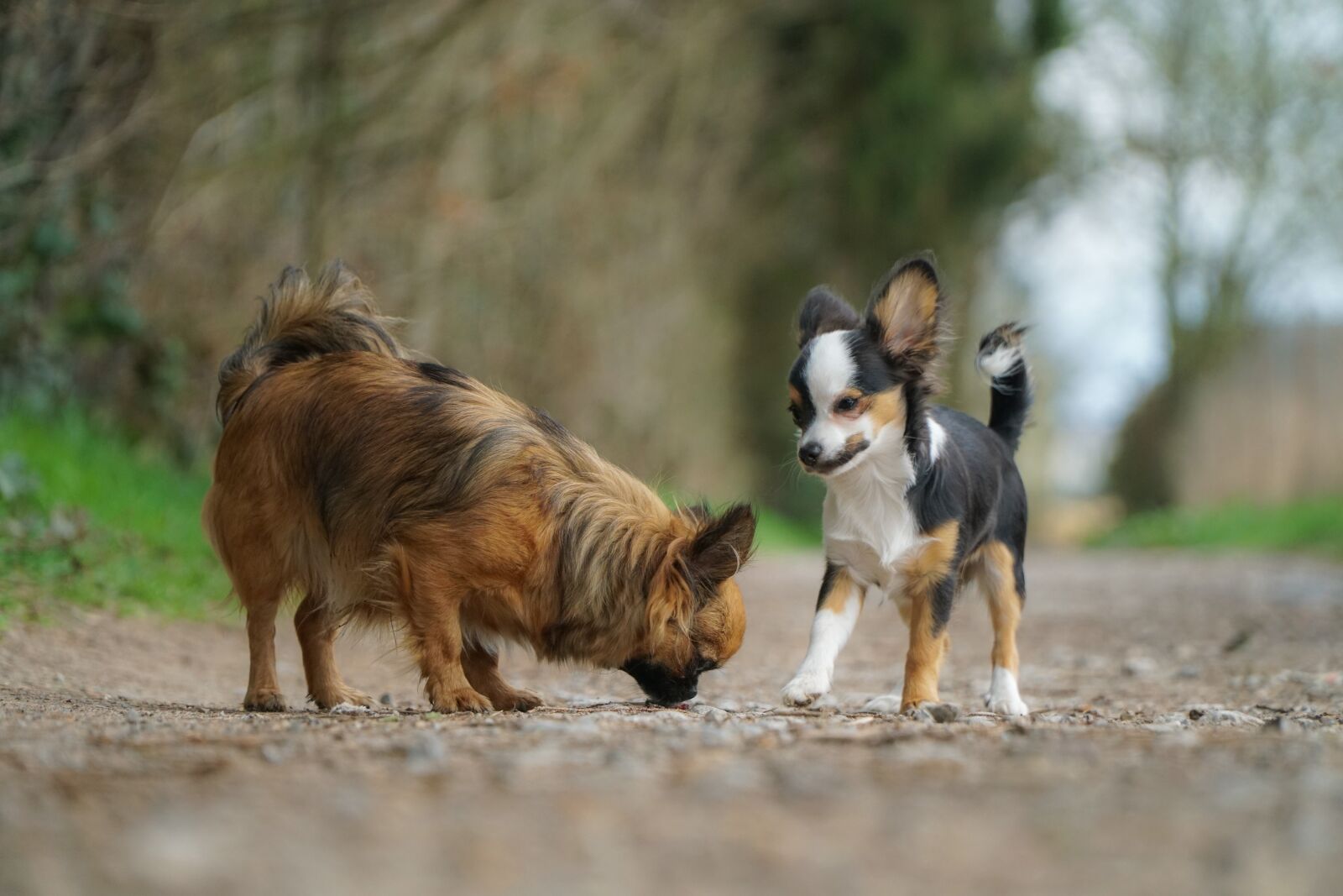 Sony a6300 + Sony E PZ 18-105mm F4 G OSS sample photo. Chiwawas, out, dog photography