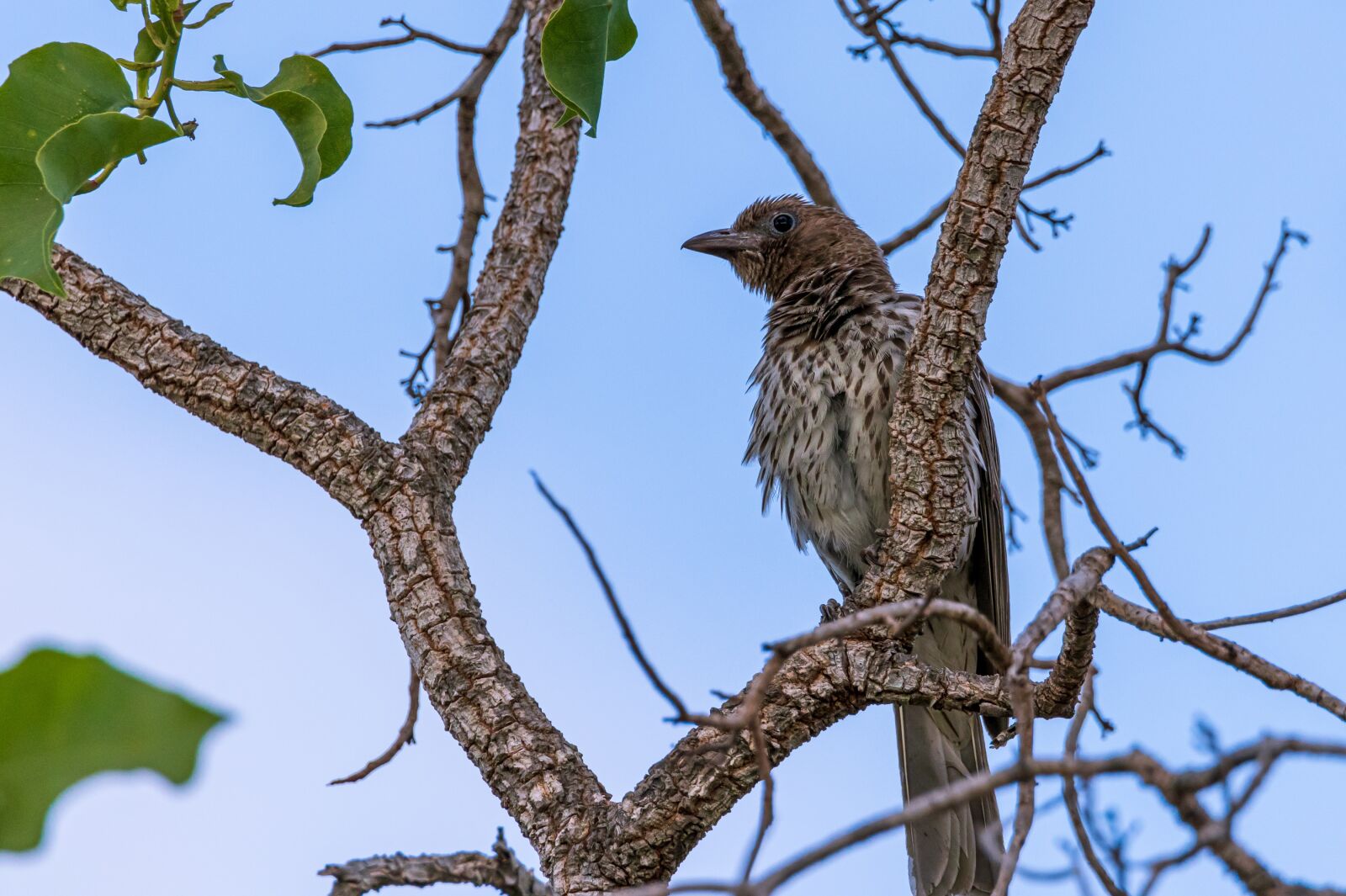 Canon EOS 80D sample photo. Bird, tree, ruffled feathers photography