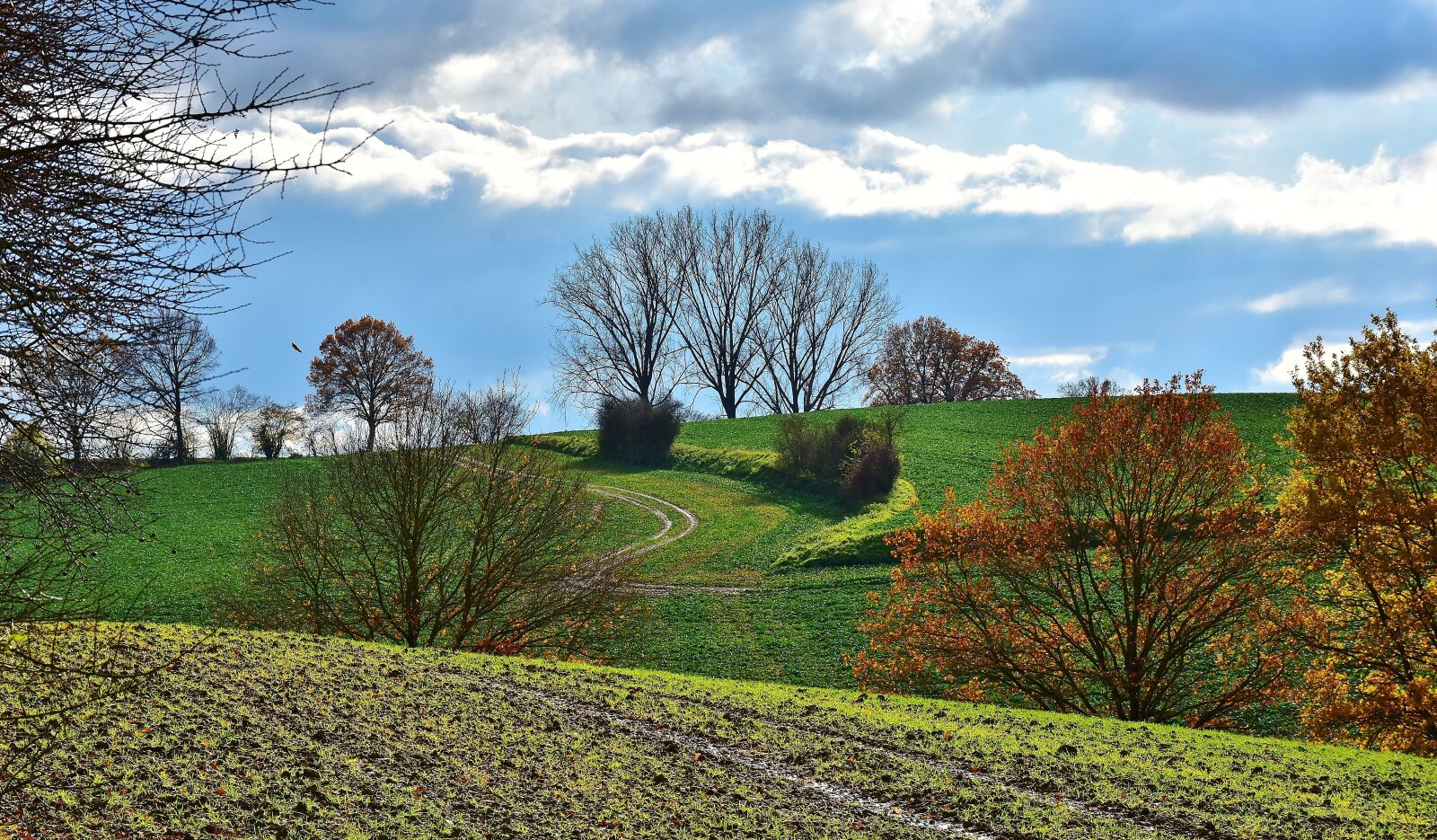 Nikon D7200 sample photo. Landscape, tree, sunlight photography