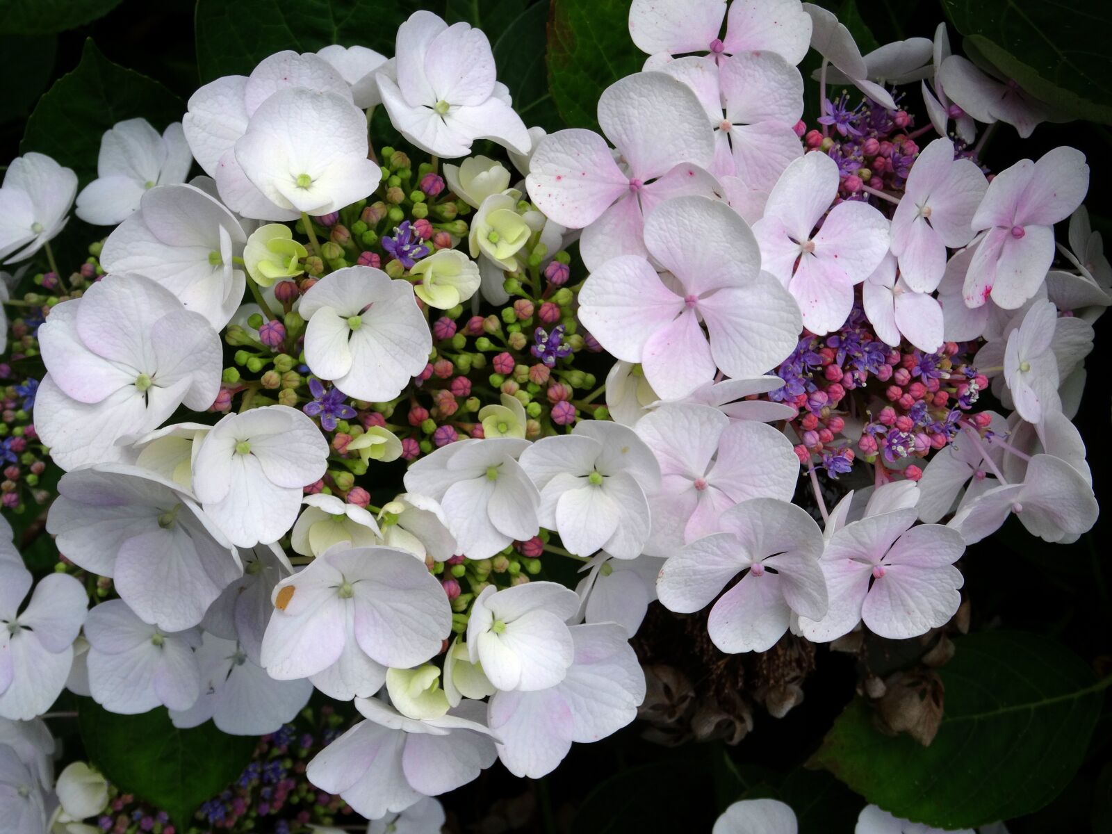 Sony Cyber-shot DSC-HX50V sample photo. Blossom, bloom, hydrangea photography
