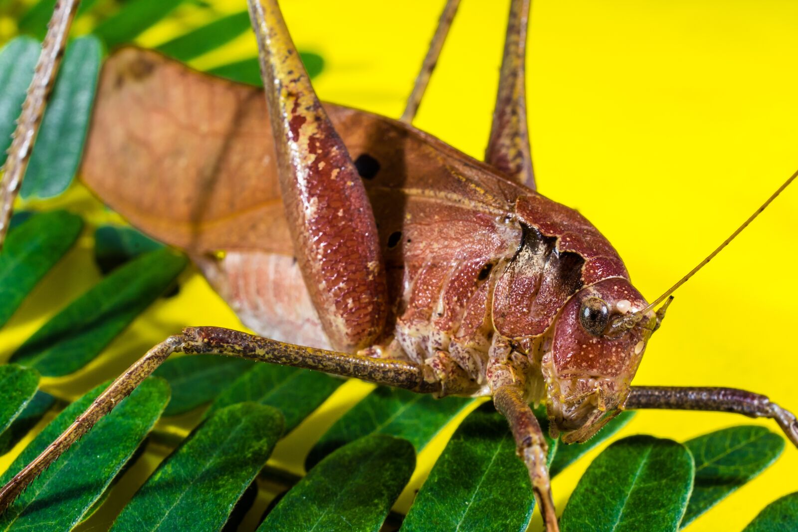 Nikon D5200 sample photo. Grasshopper, viridissima, insect photography