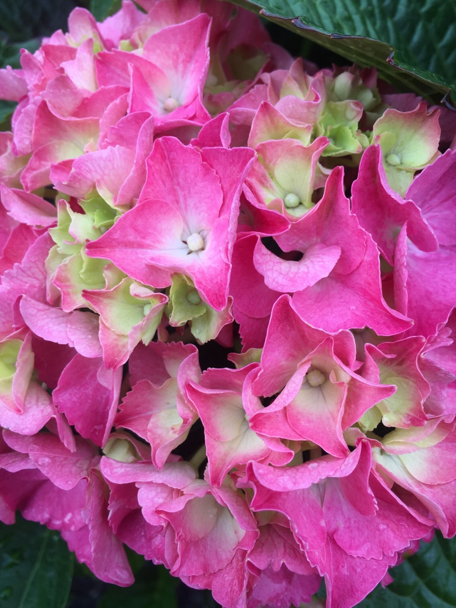 Apple iPhone 6 sample photo. Hydrangea, flower, pink photography
