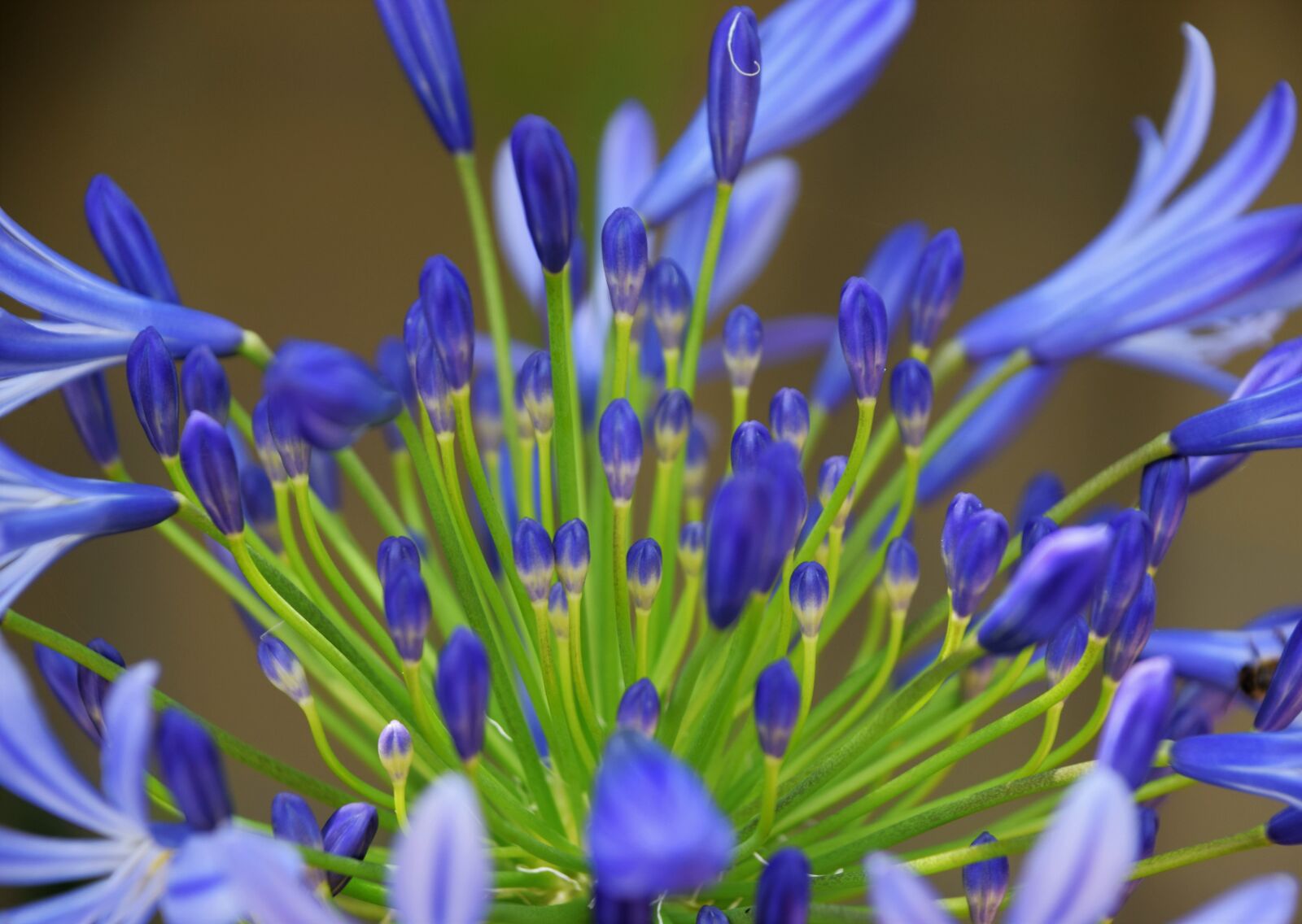 Nikon D3300 sample photo. Lily of the nile photography