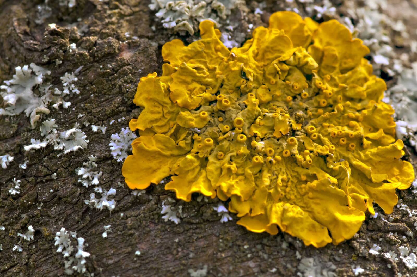 Nikon D90 sample photo. Macro, mushroom, tree photography