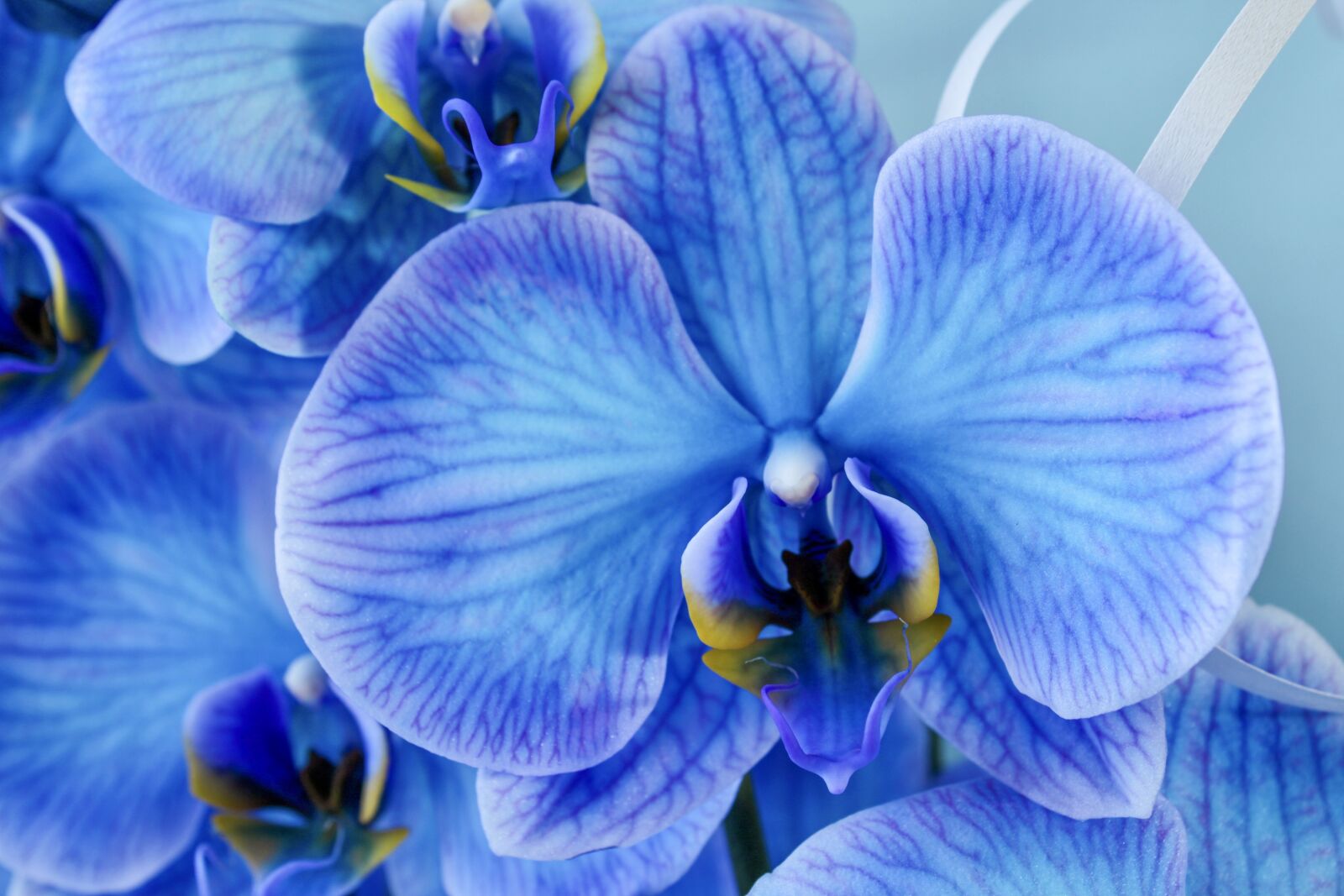 Canon EOS 2000D (EOS Rebel T7 / EOS Kiss X90 / EOS 1500D) sample photo. Orchid, blue, color photography