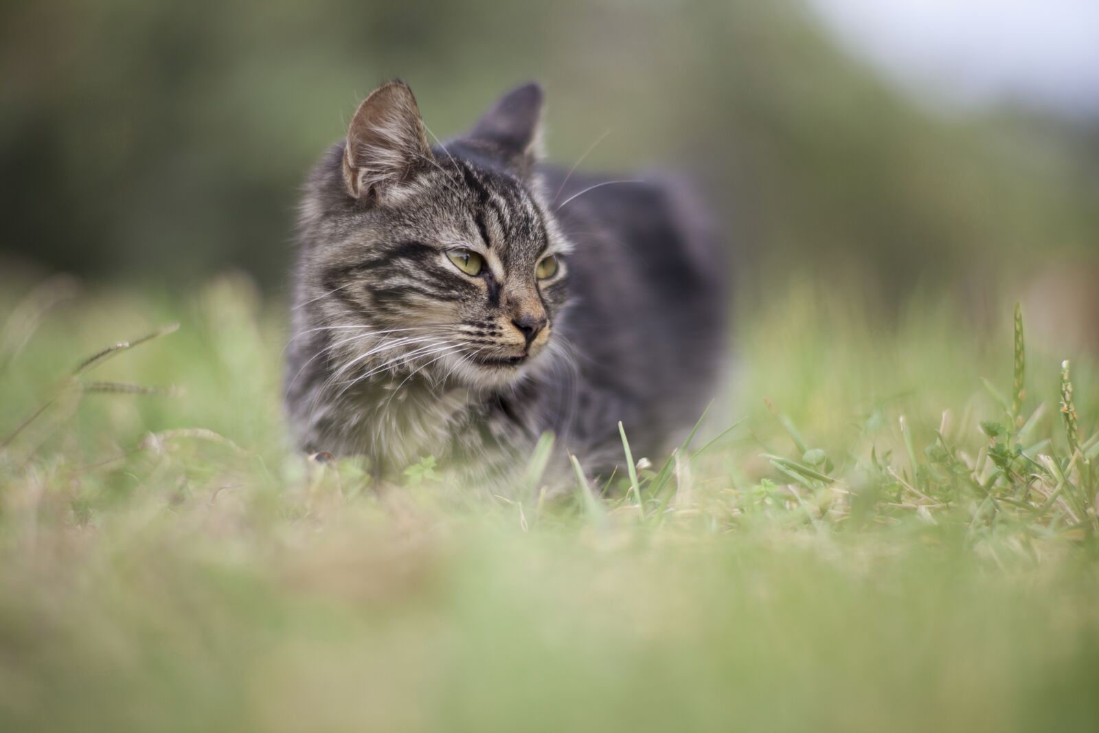 ZEISS Planar T* 85mm F1.4 sample photo. Cat, animal, kitten photography