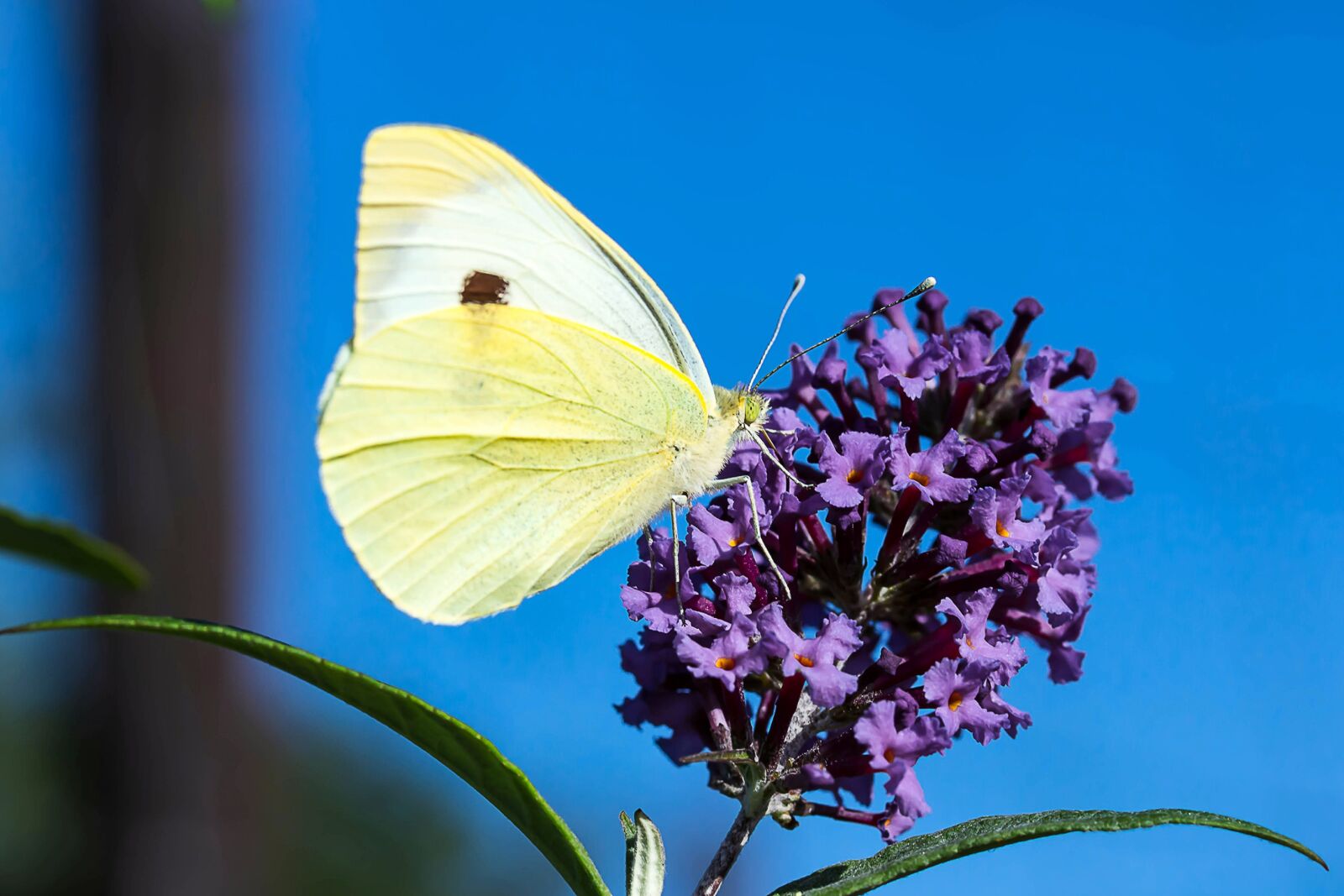 Canon EOS 650D (EOS Rebel T4i / EOS Kiss X6i) sample photo. Small cabbage white ling photography