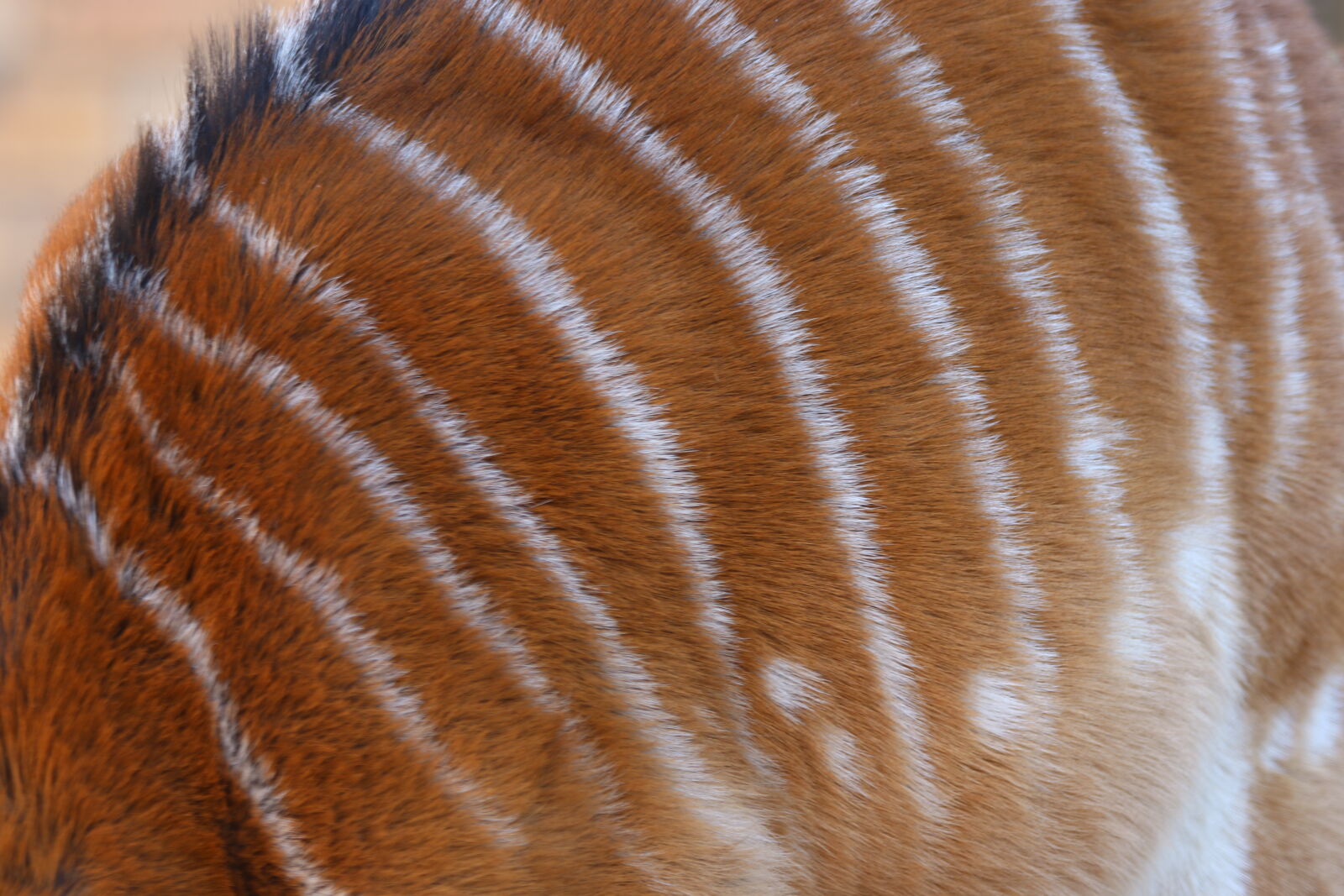 Canon EOS 7D Mark II sample photo. Animal, brown, dots, fur photography