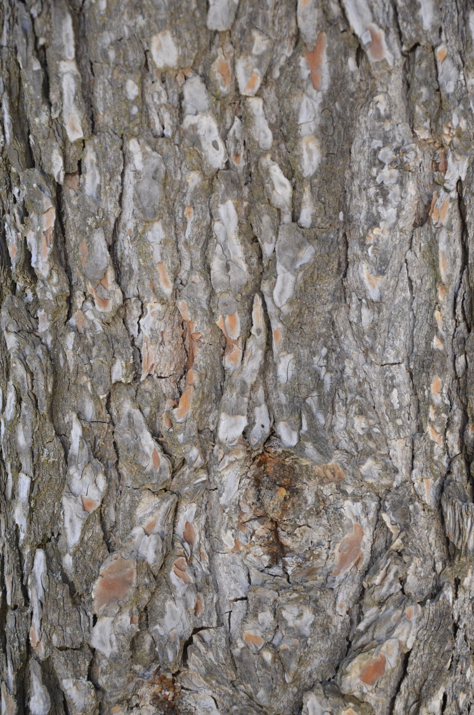 Nikon D5100 sample photo. Bark, tree, rough photography