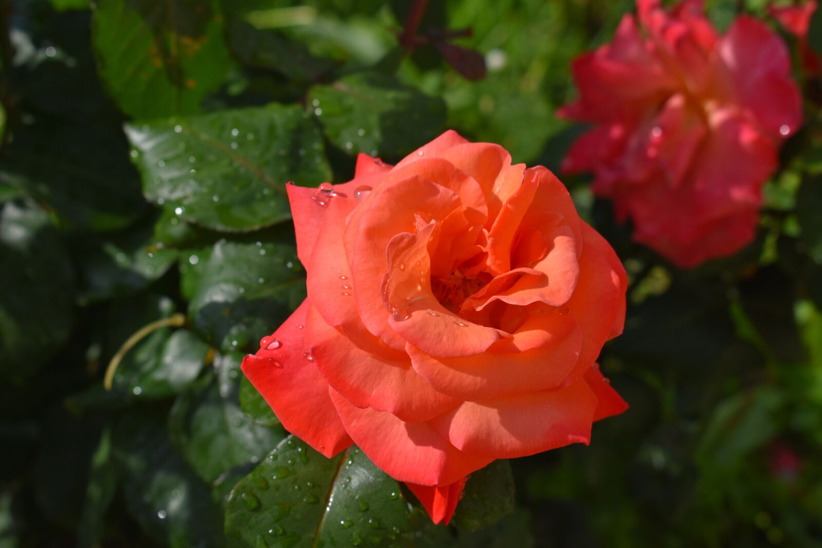 Nikon D3400 sample photo. Rose, red, flower photography