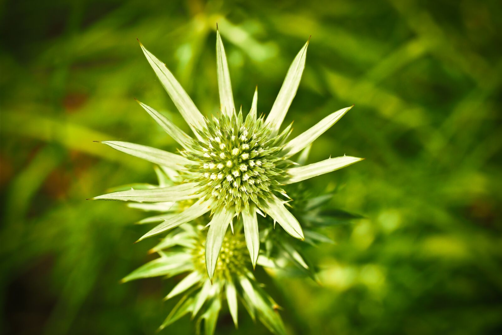 Olympus OM-D E-M10 sample photo. Thistle, plant, nature photography