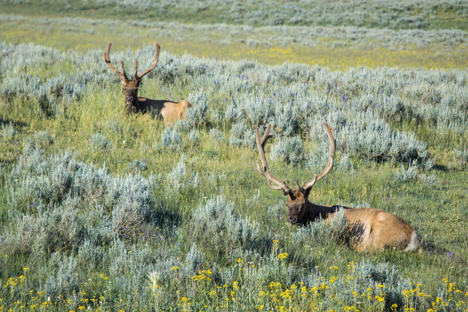 Nikon D3300 sample photo. Elk, yellowstone, wyoming photography