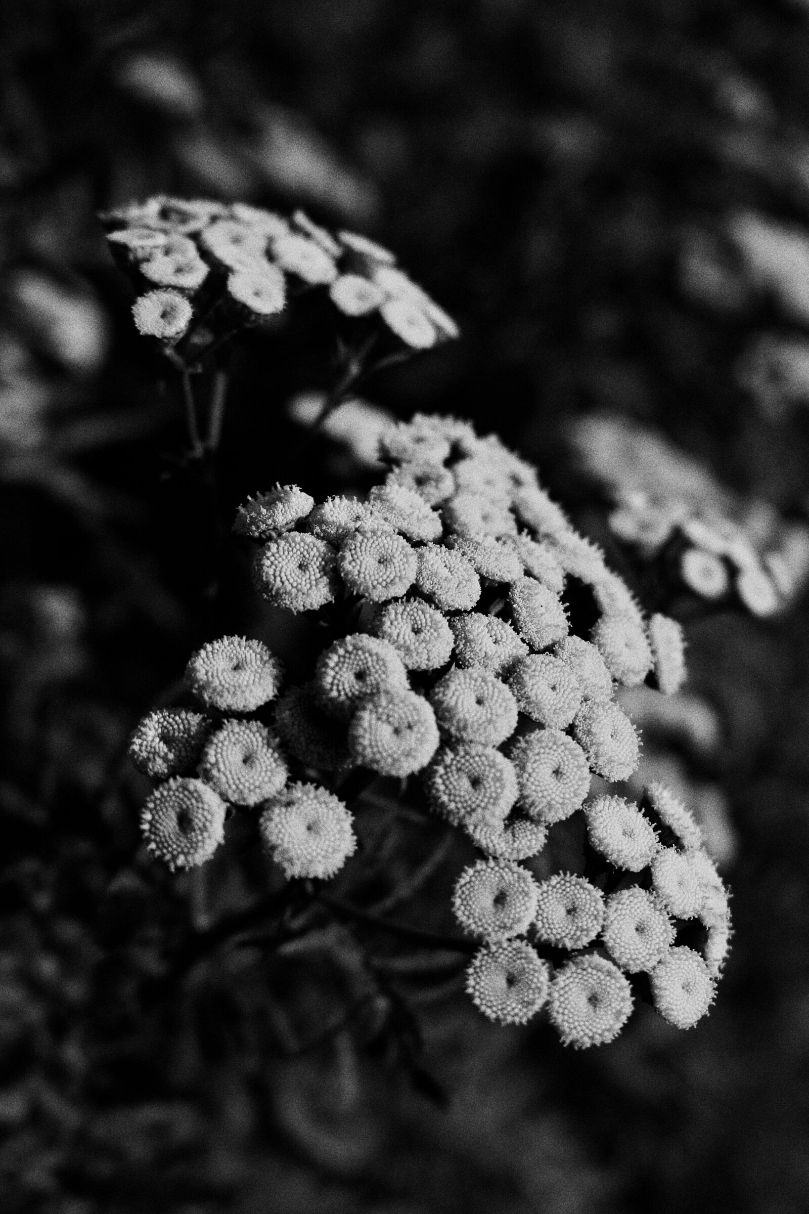 Canon EOS 700D (EOS Rebel T5i / EOS Kiss X7i) sample photo. Black white, monochrome, black photography