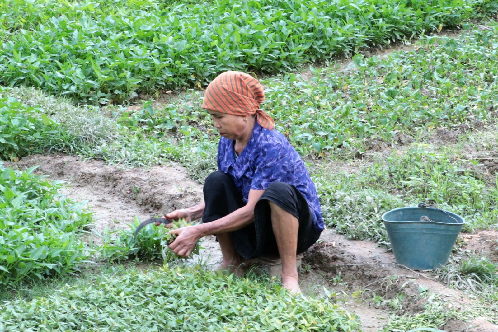 Canon EF-S 18-135mm F3.5-5.6 IS USM sample photo. Viet nam, agriculture photography