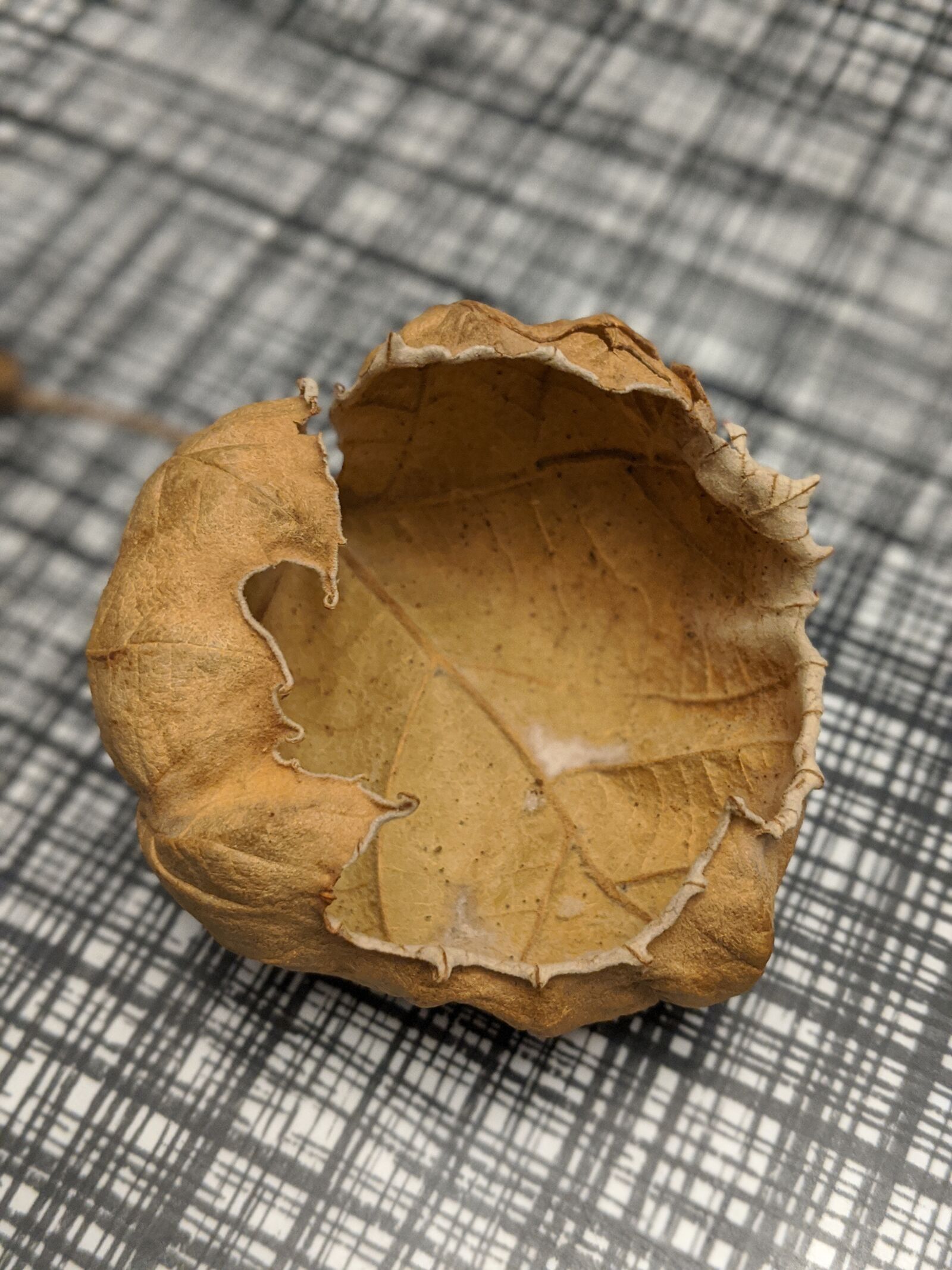 Google Pixel 2 sample photo. Leaf, autumn, fall photography