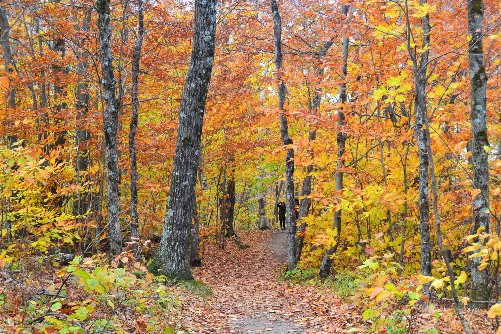 Nikon D3100 sample photo. Path, leaves, autumn photography