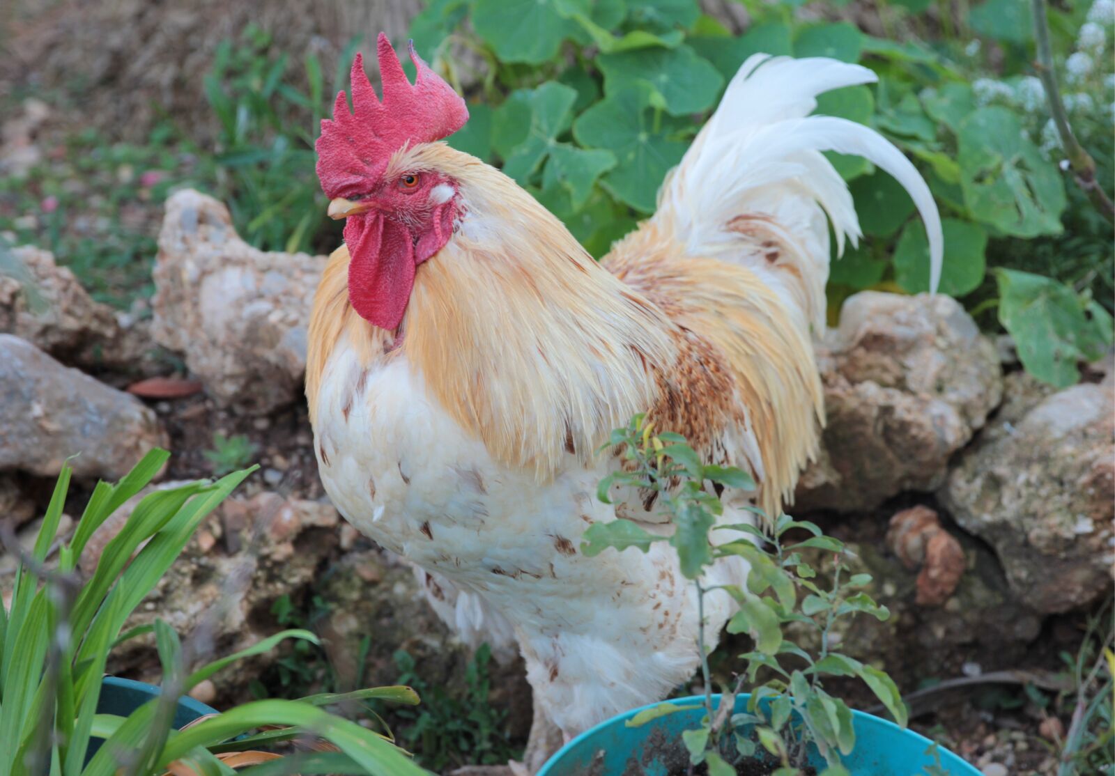 Canon EOS 550D (EOS Rebel T2i / EOS Kiss X4) sample photo. Rooster, winged, poultry photography